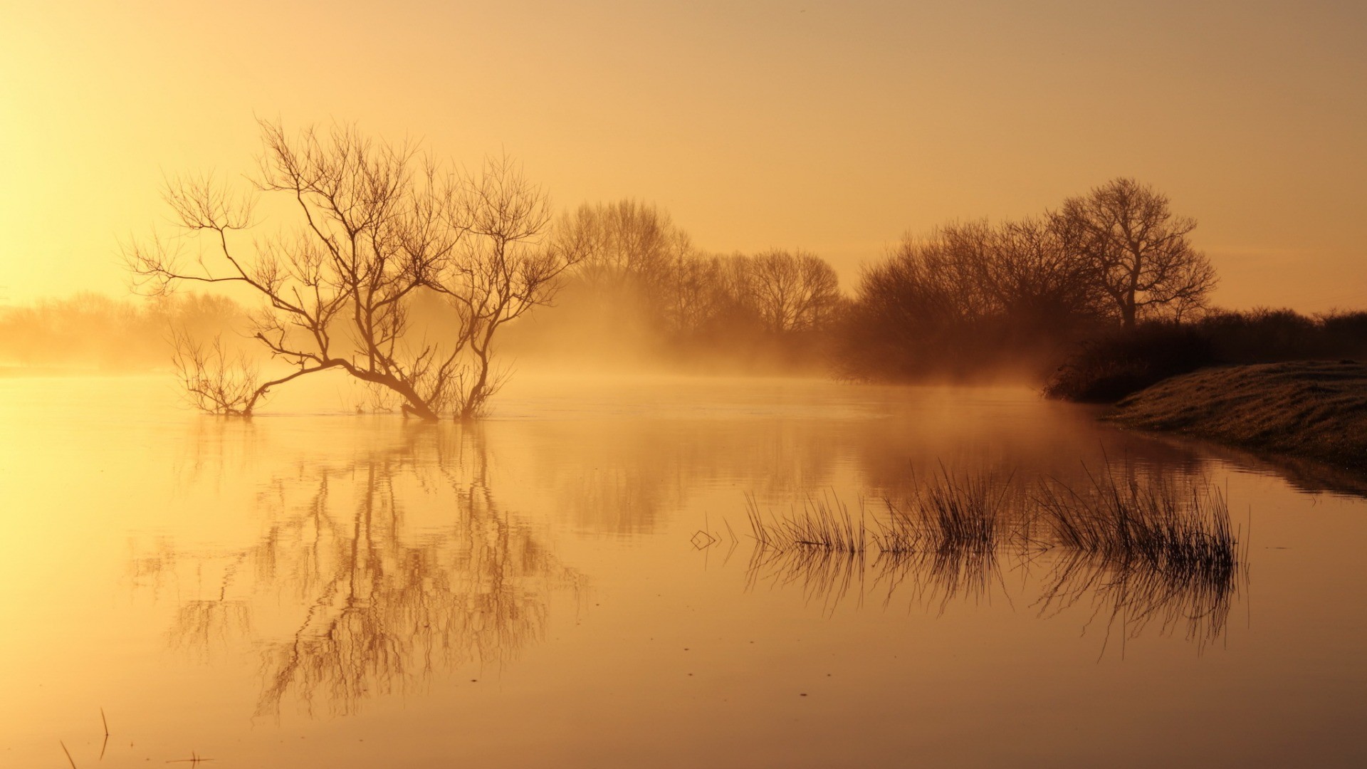 Misty lake with bare trees and reflections at sunrise HD Wallpaper