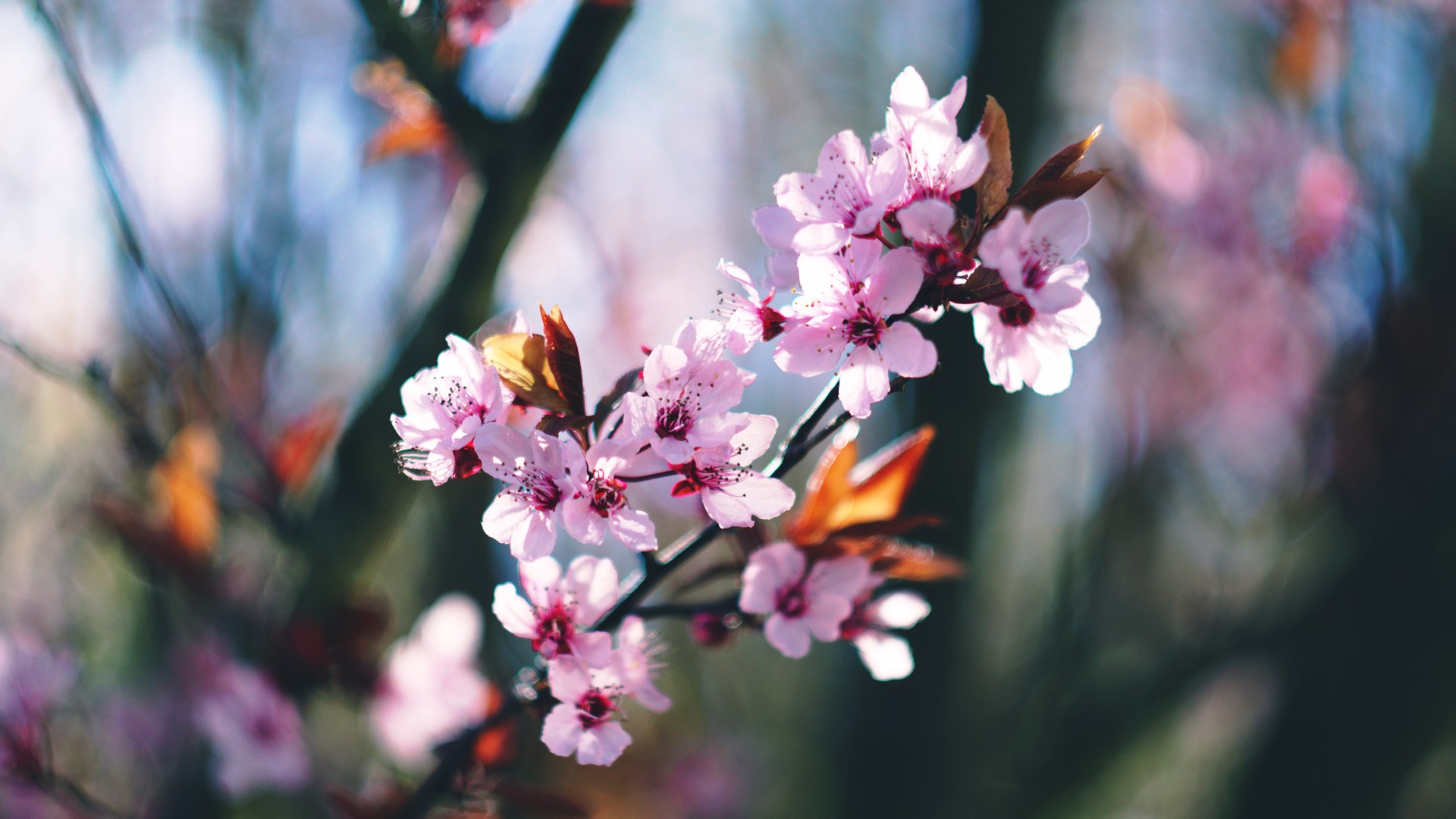 Pink cherry blossoms on a tree branch in spring HD Wallpaper