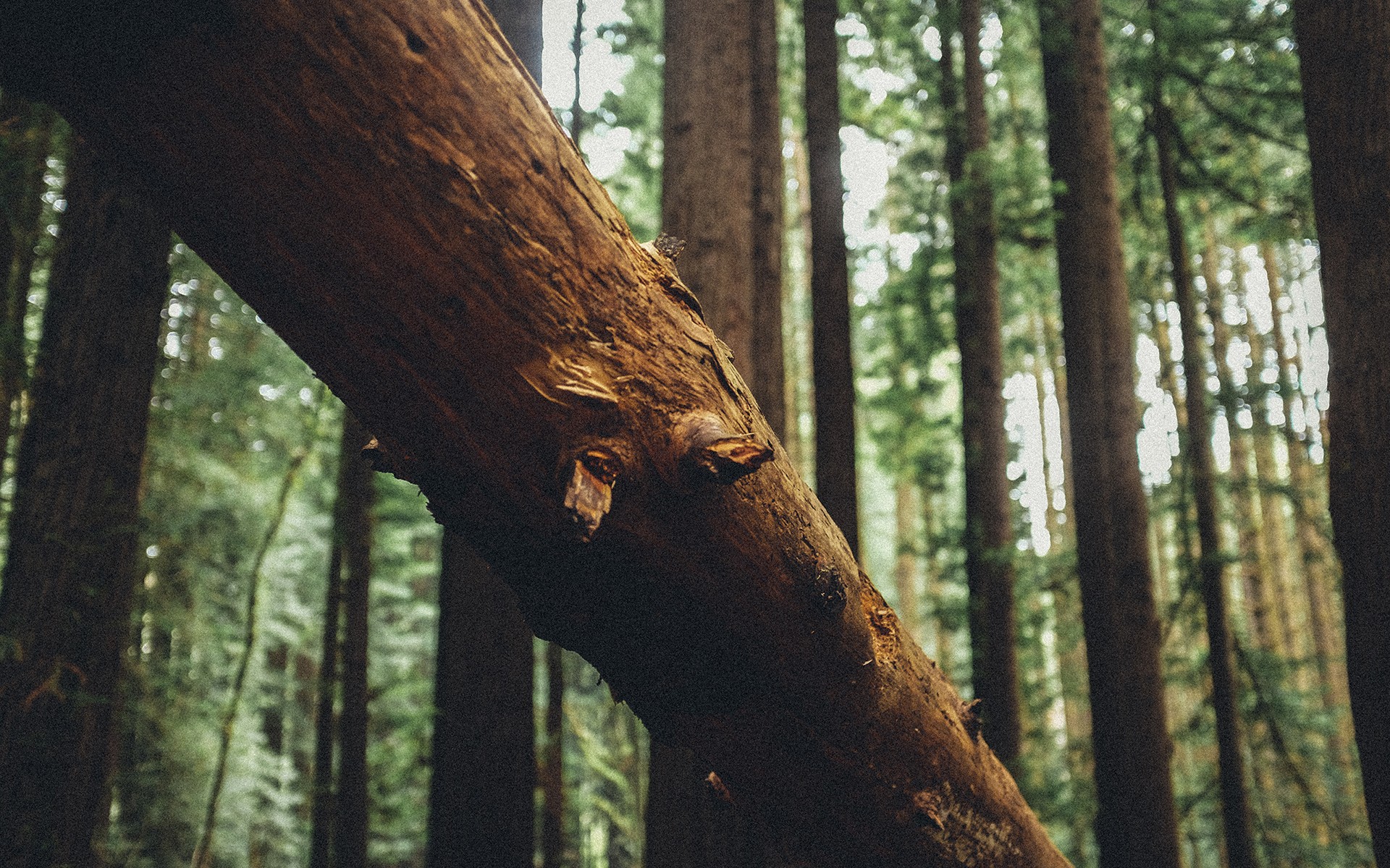Fallen tree trunk in a dense forest HD Wallpaper