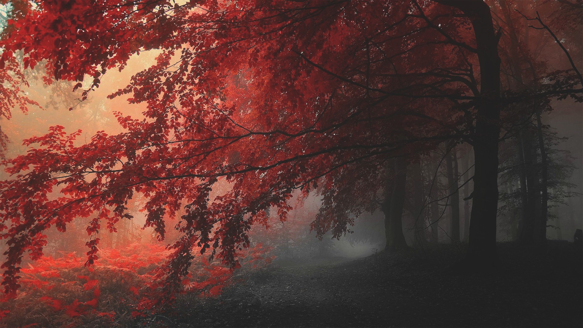 Red leaves in a foggy forest during fall HD Wallpaper