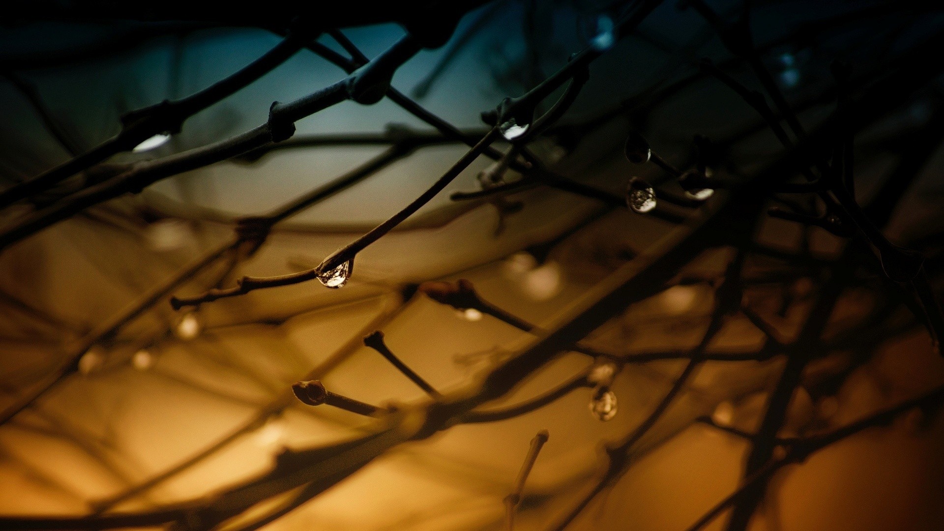 Water drops on tree branches with bokeh background HD Wallpaper