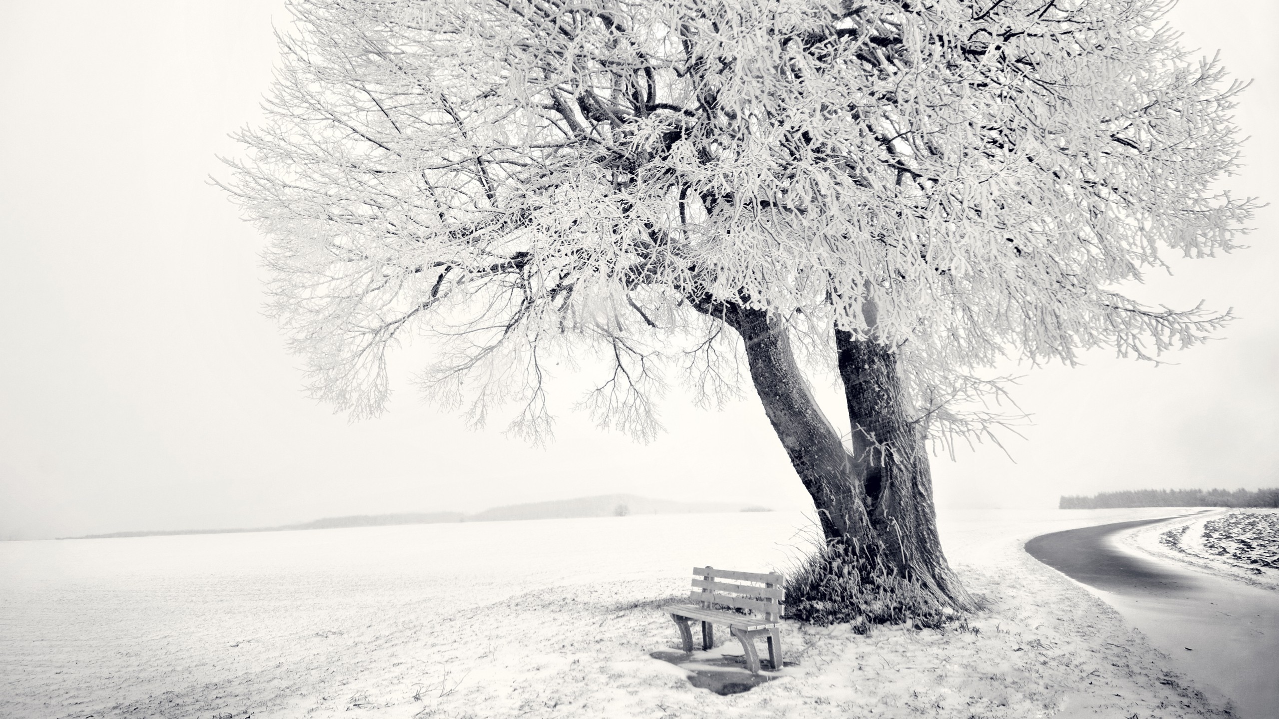 Snow-covered tree and bench by a winter road HD Wallpaper