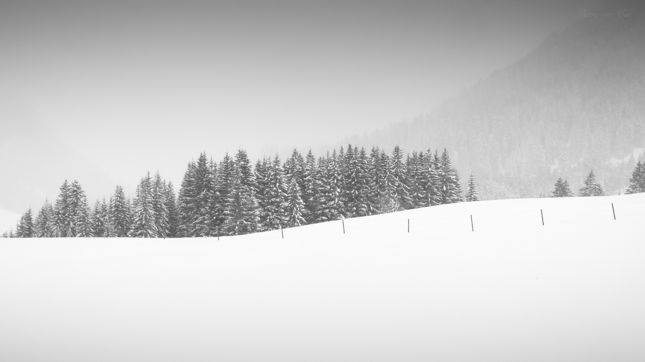 Snowy landscape with pine trees and a mountain HD Wallpaper