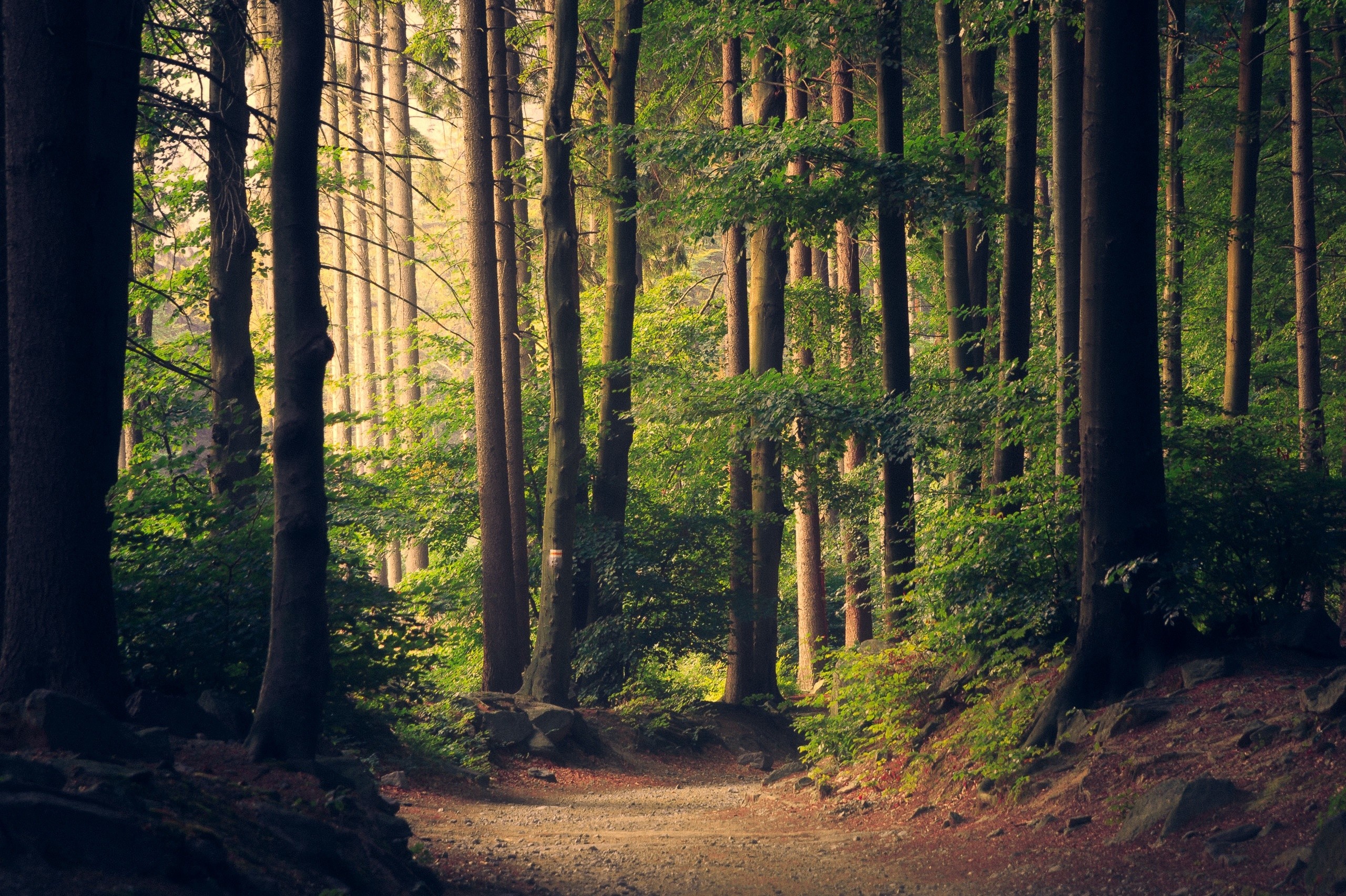 A dirt path winds through a dense forest with tall trees. HD Wallpaper
