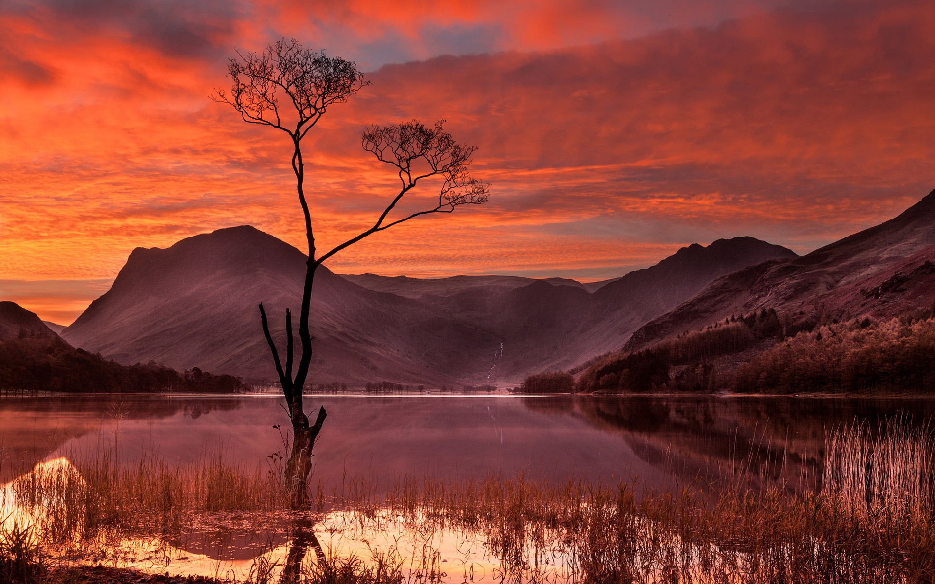 Lake and mountains at sunset with a lone tree HD Wallpaper