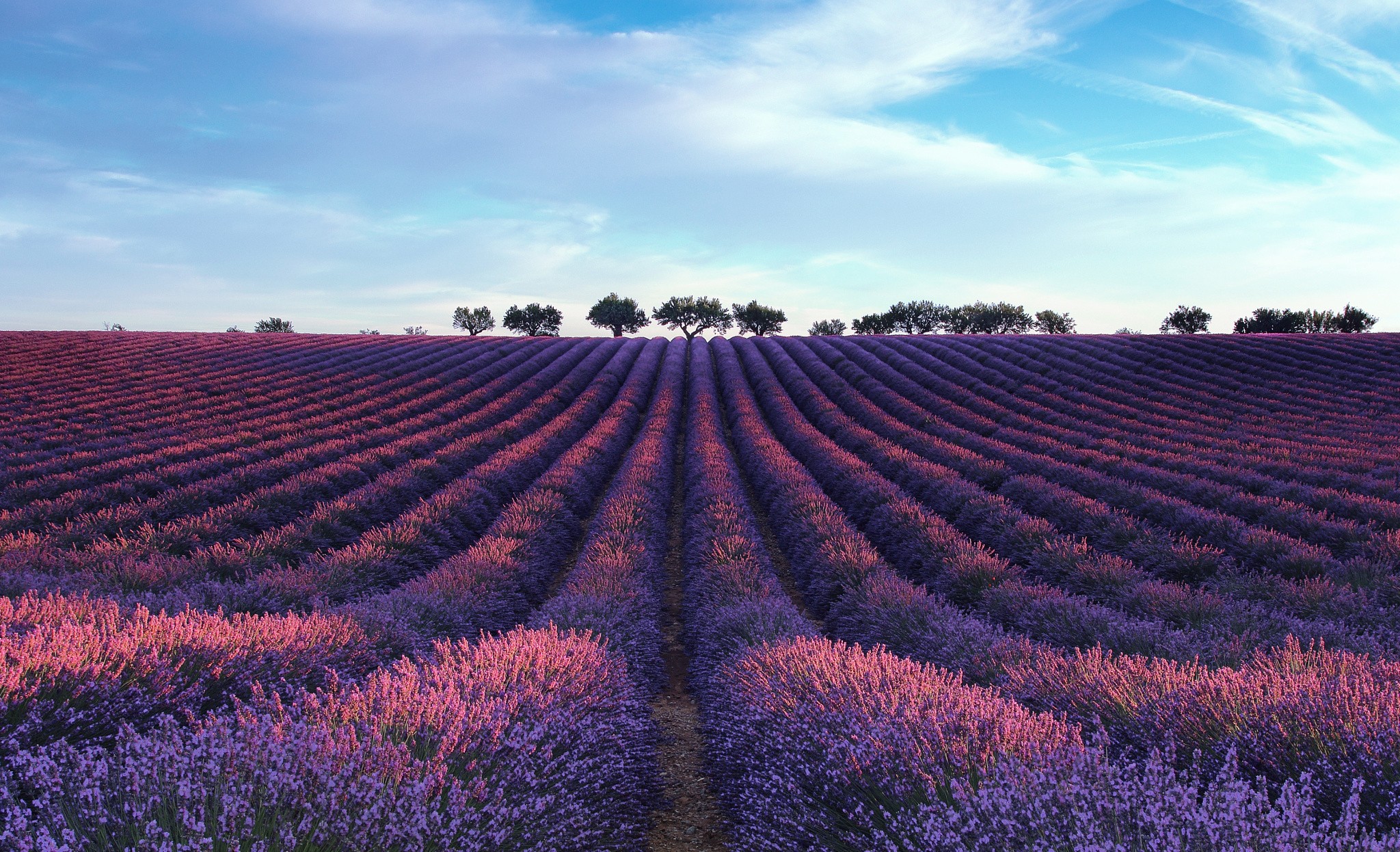 Lavender field with trees under a blue sky HD Wallpaper