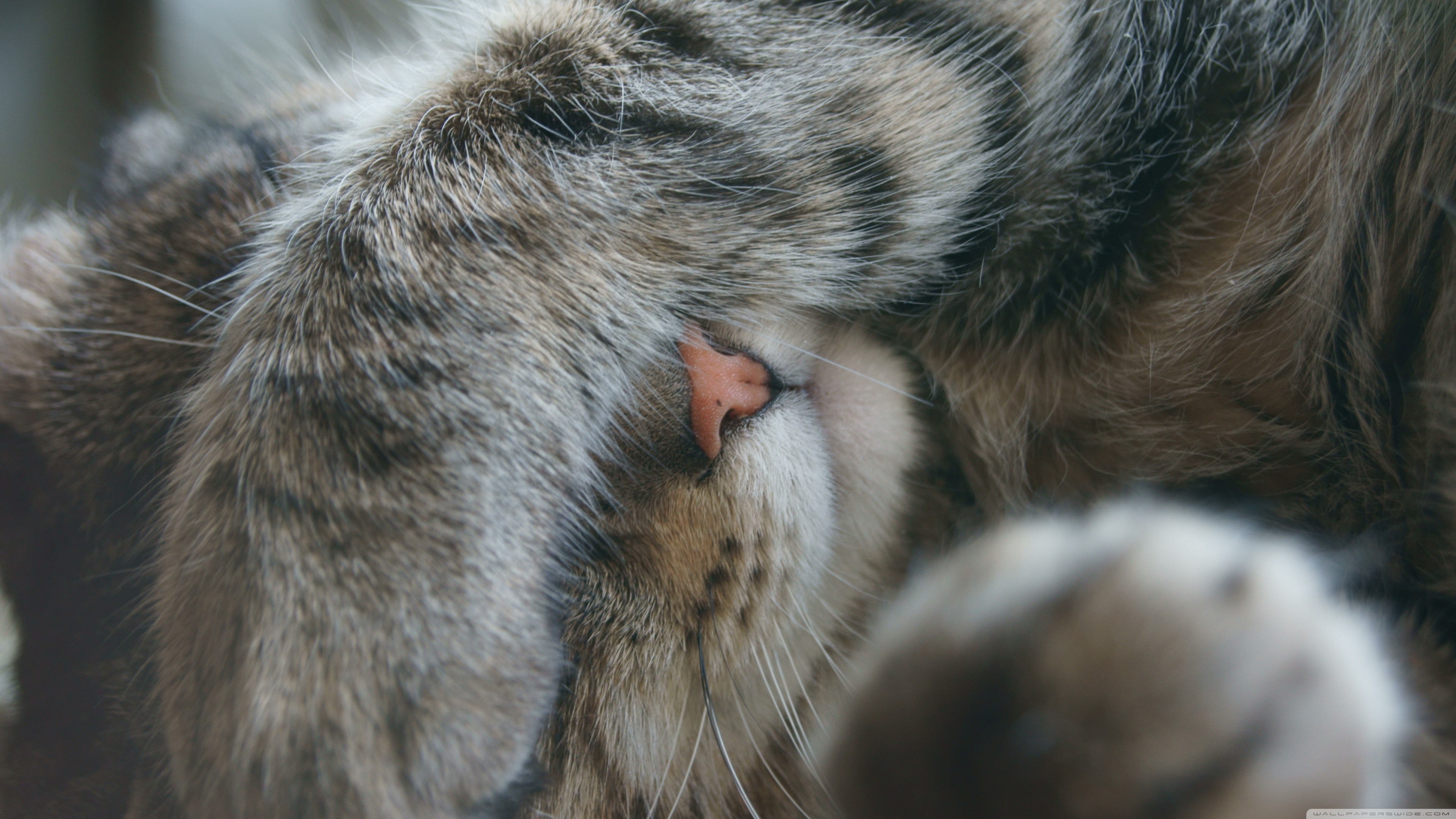 Close-up of a tabby cat sleeping and hiding its face HD Wallpaper