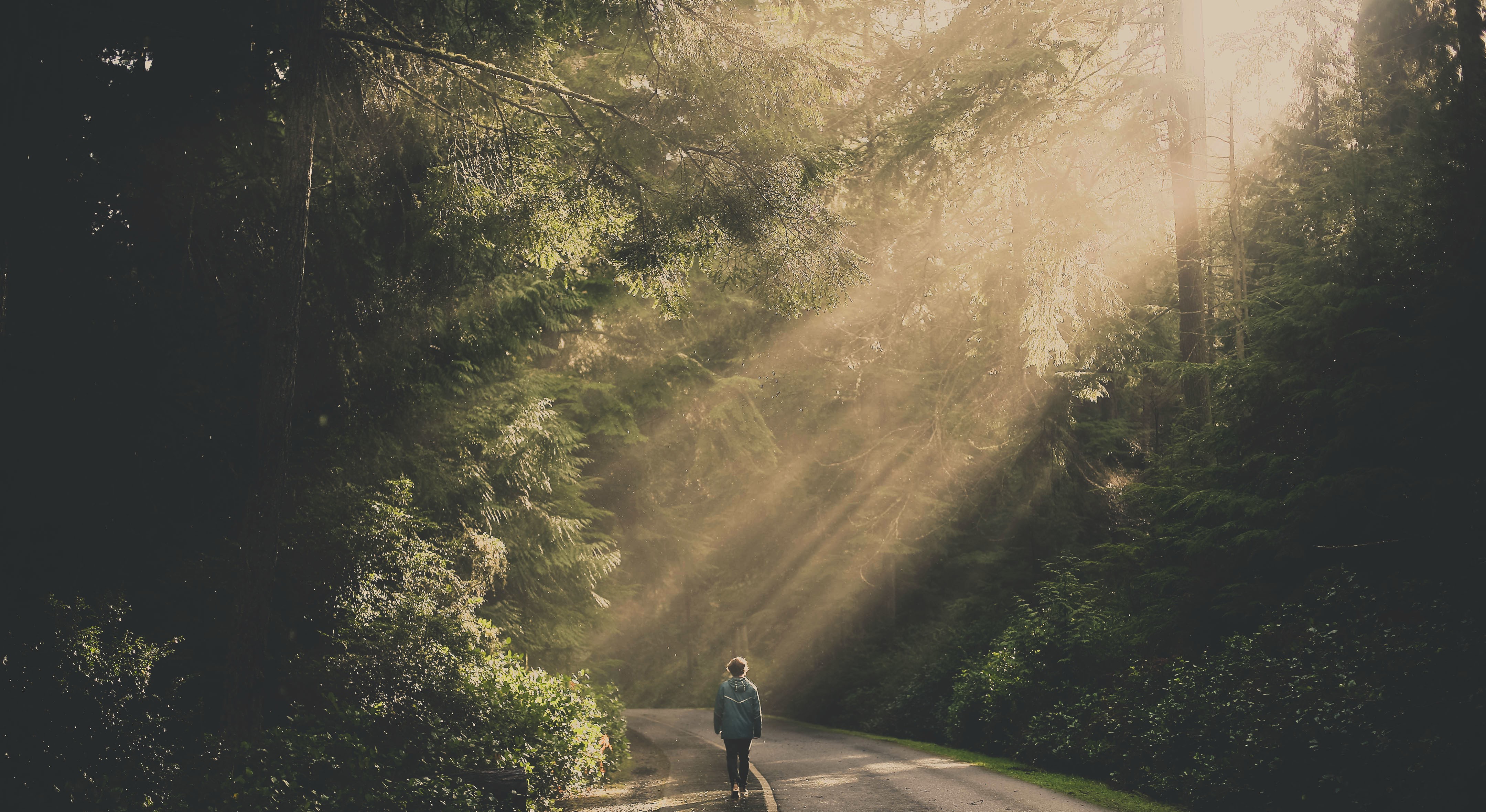 Person walking on a road in a sunlit forest HD Wallpaper