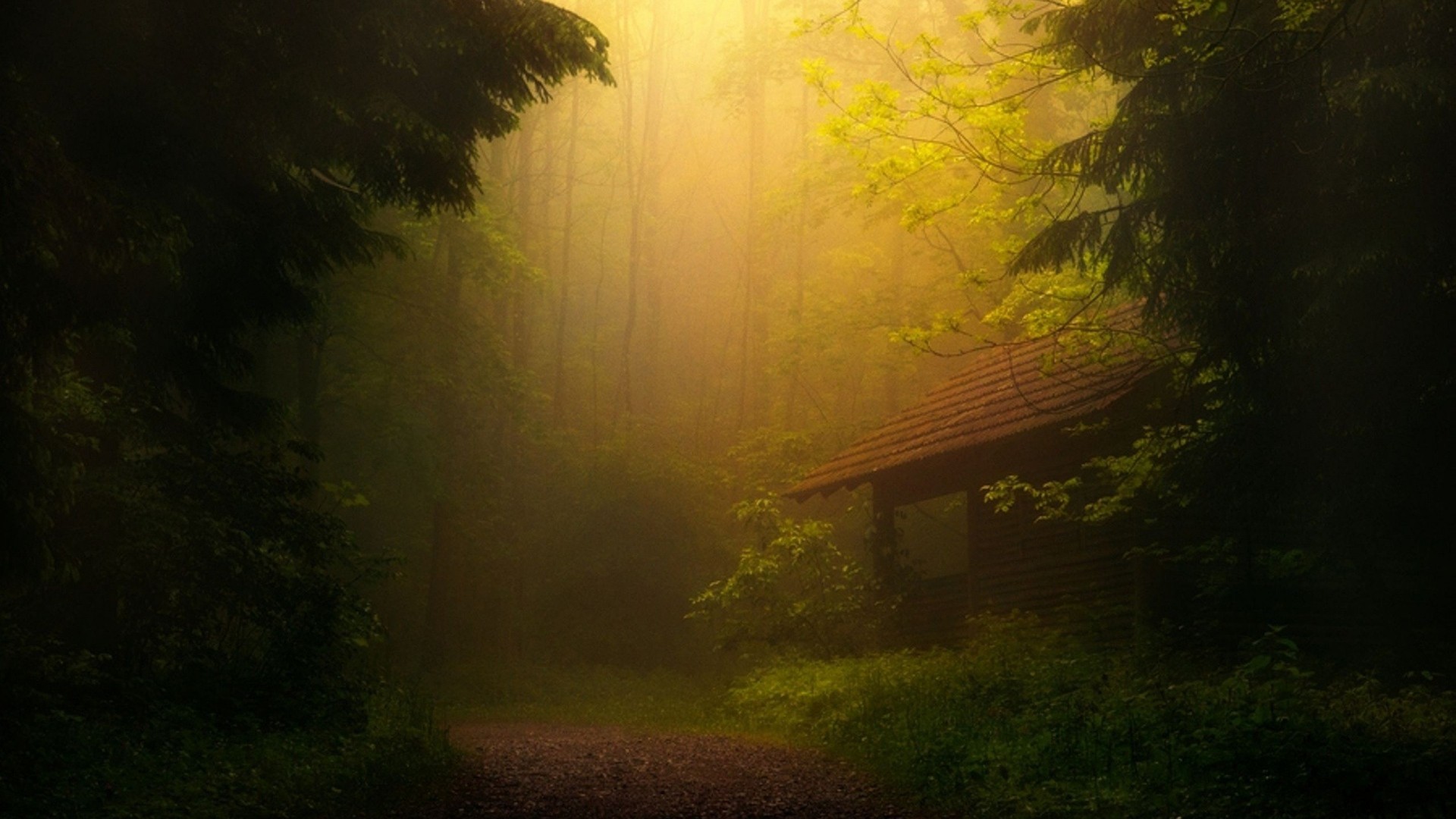 Misty forest with a small cabin and a path HD Wallpaper