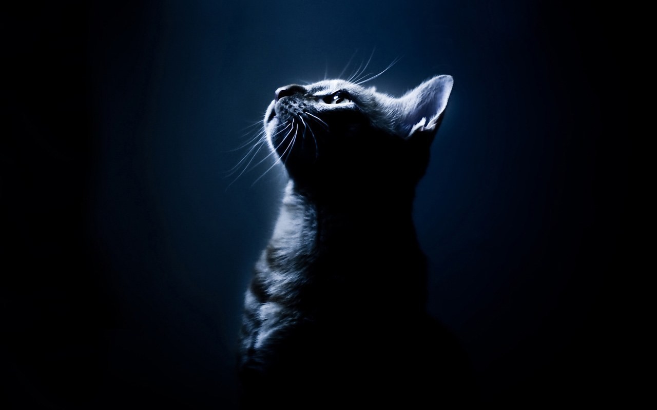 A cat looking up in the dark HD Wallpaper