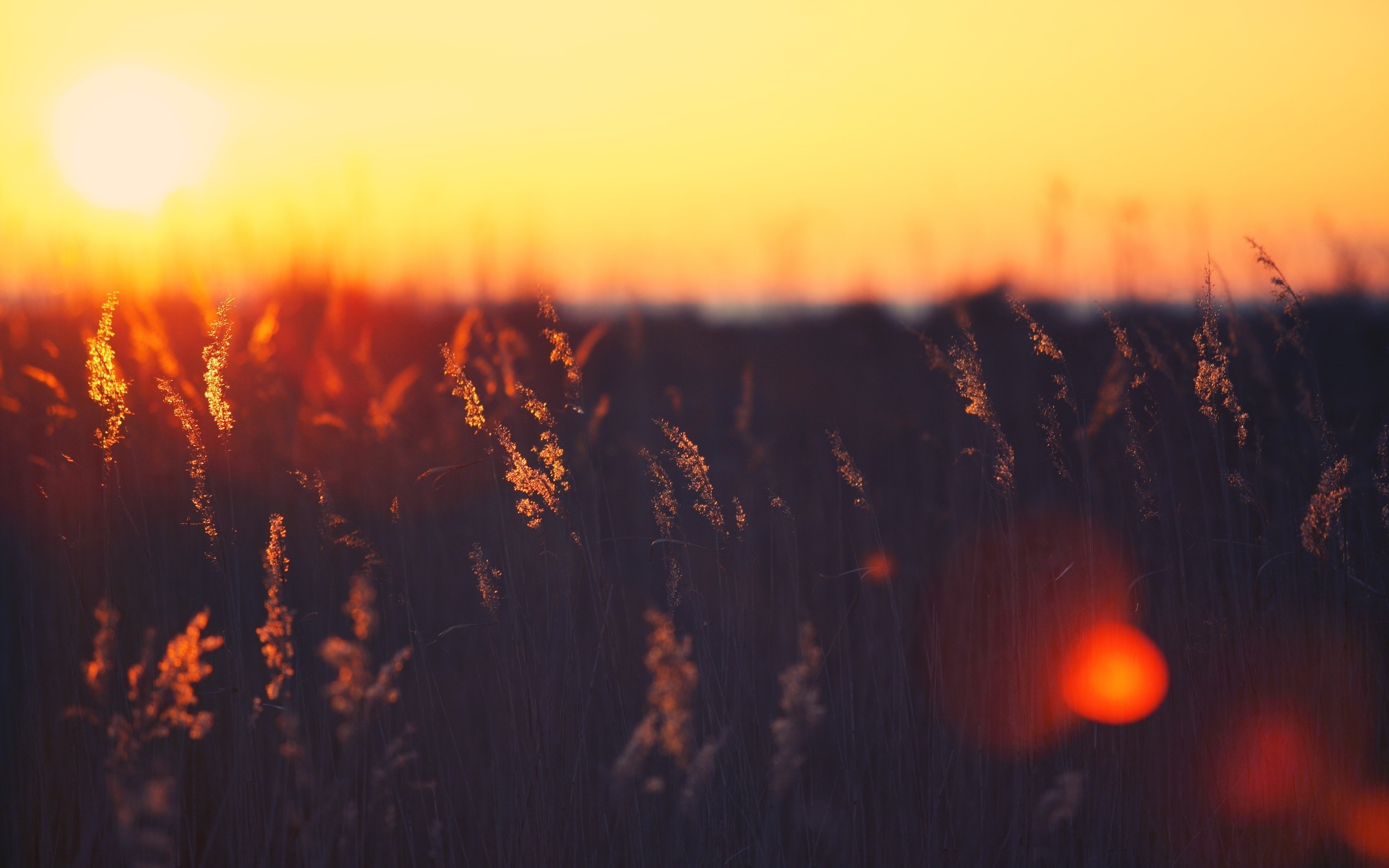 Sunset over a field of tall grass HD Wallpaper