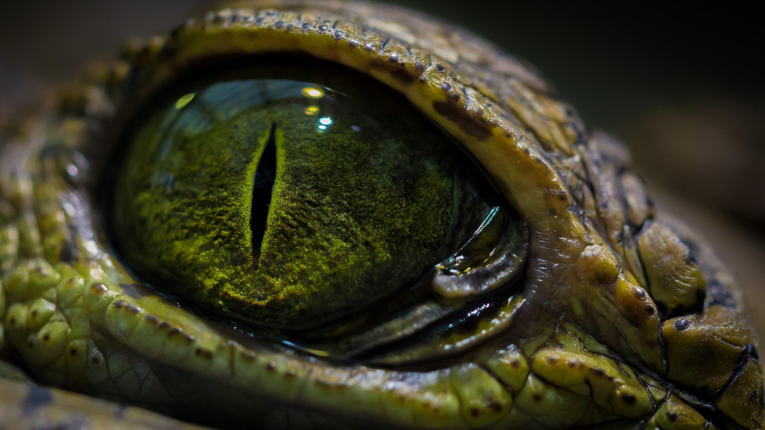 Close-up of a reptile's green eye HD Wallpaper