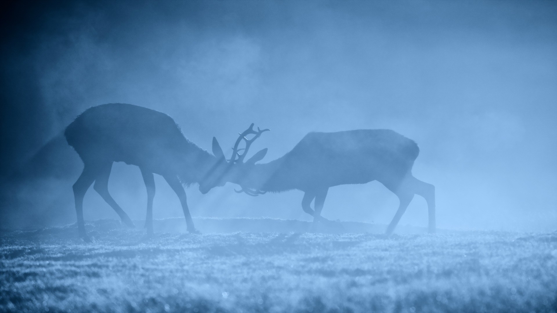 Two deer fighting in the fog HD Wallpaper