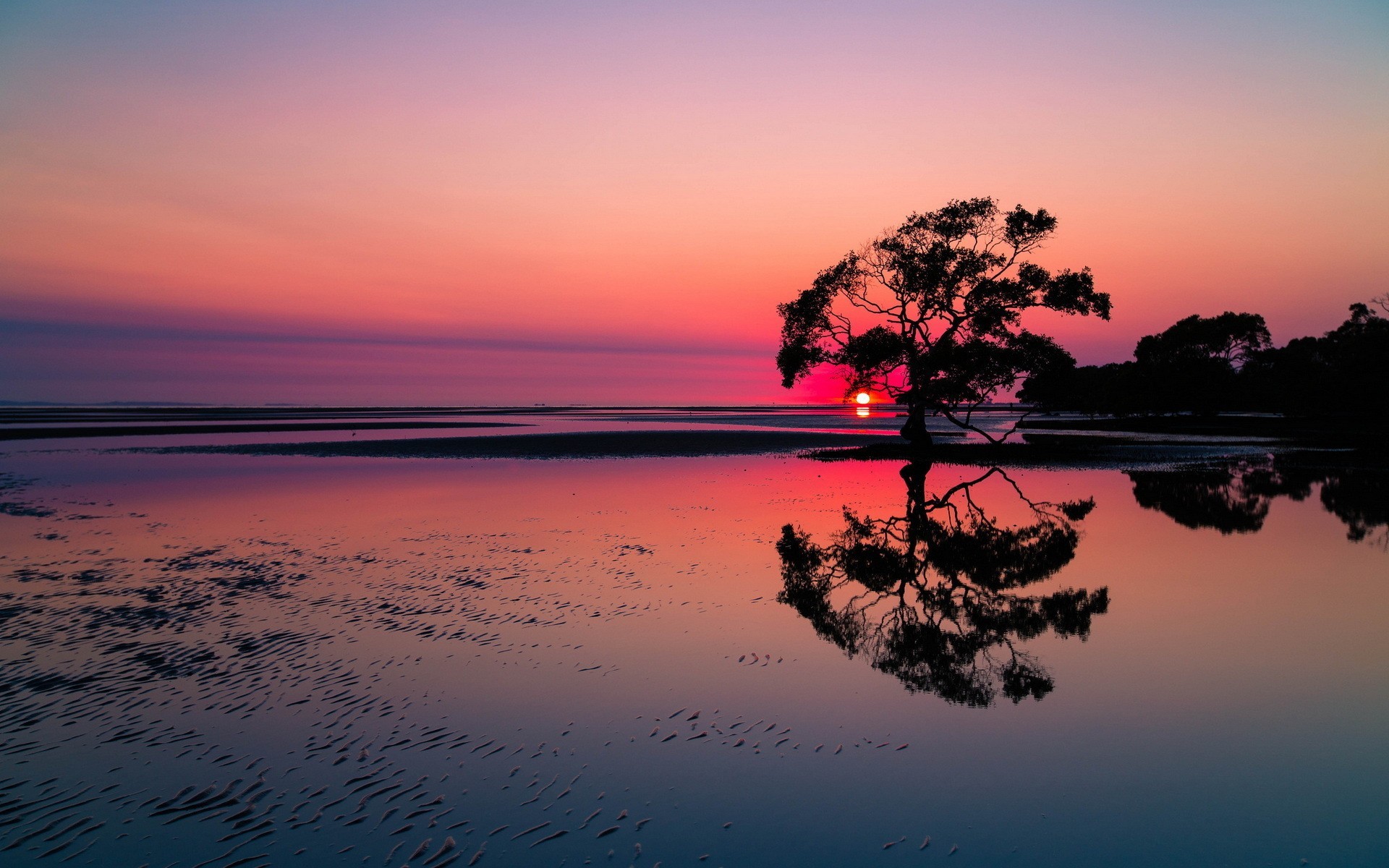 Sunset reflection on water with a lone tree HD Wallpaper