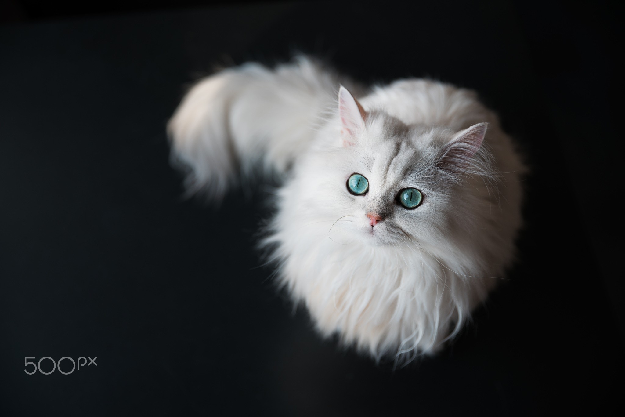 White Persian cat with striking green eyes HD Wallpaper