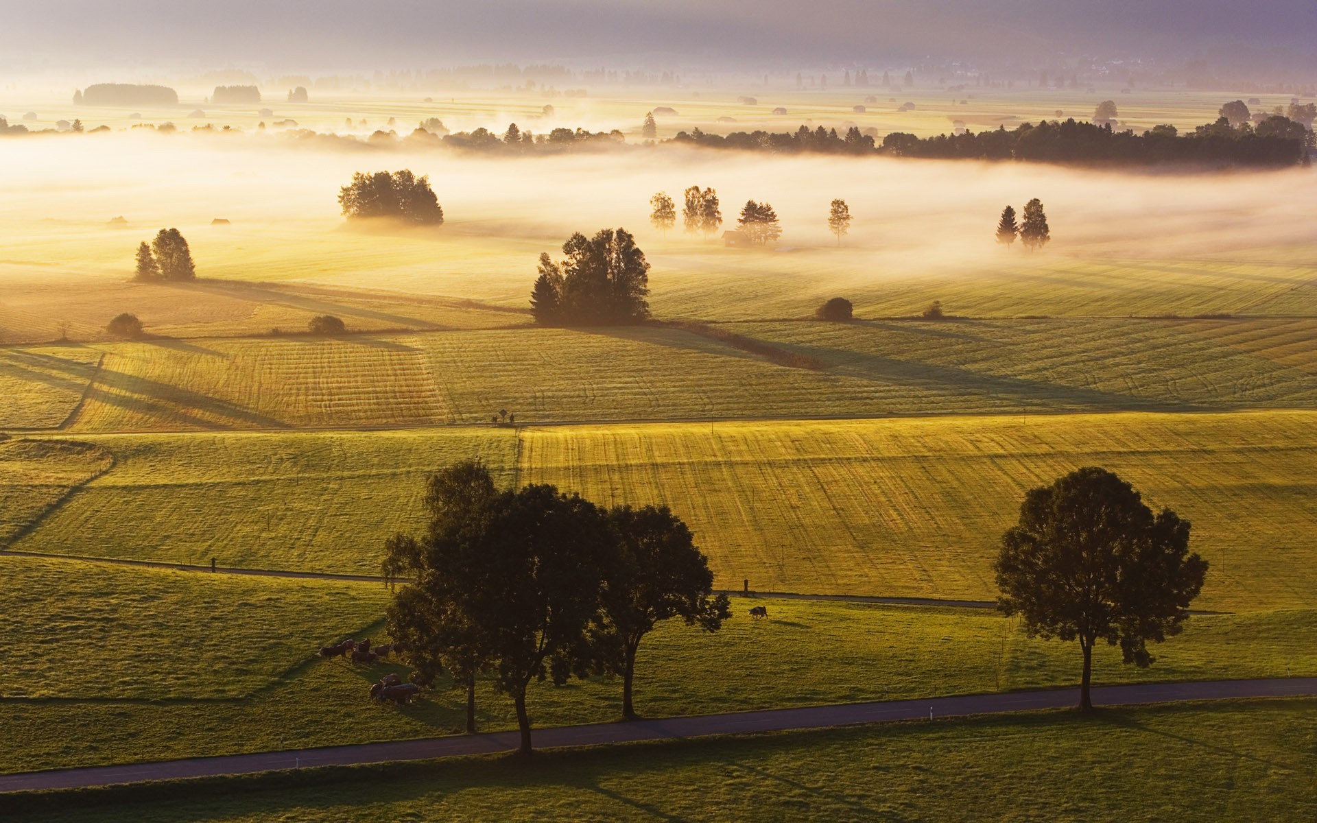 Misty fields and trees at sunrise with a road HD Wallpaper