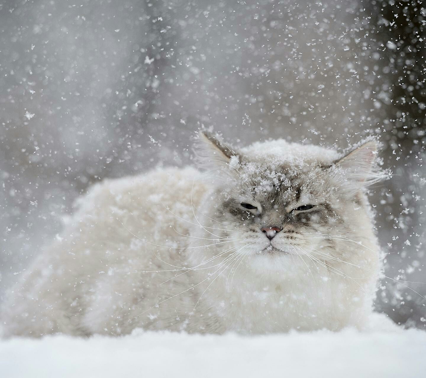 Fluffy cat sitting in falling snow HD Wallpaper