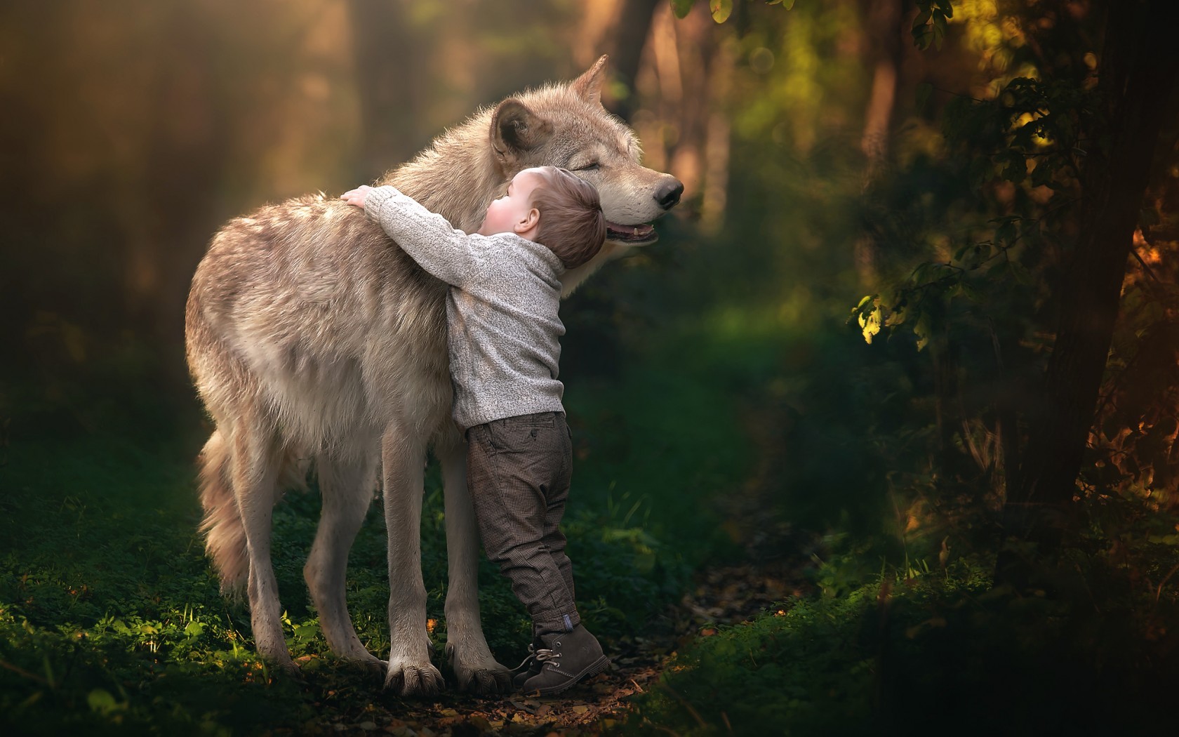 Child hugging a wolf in a forest HD Wallpaper