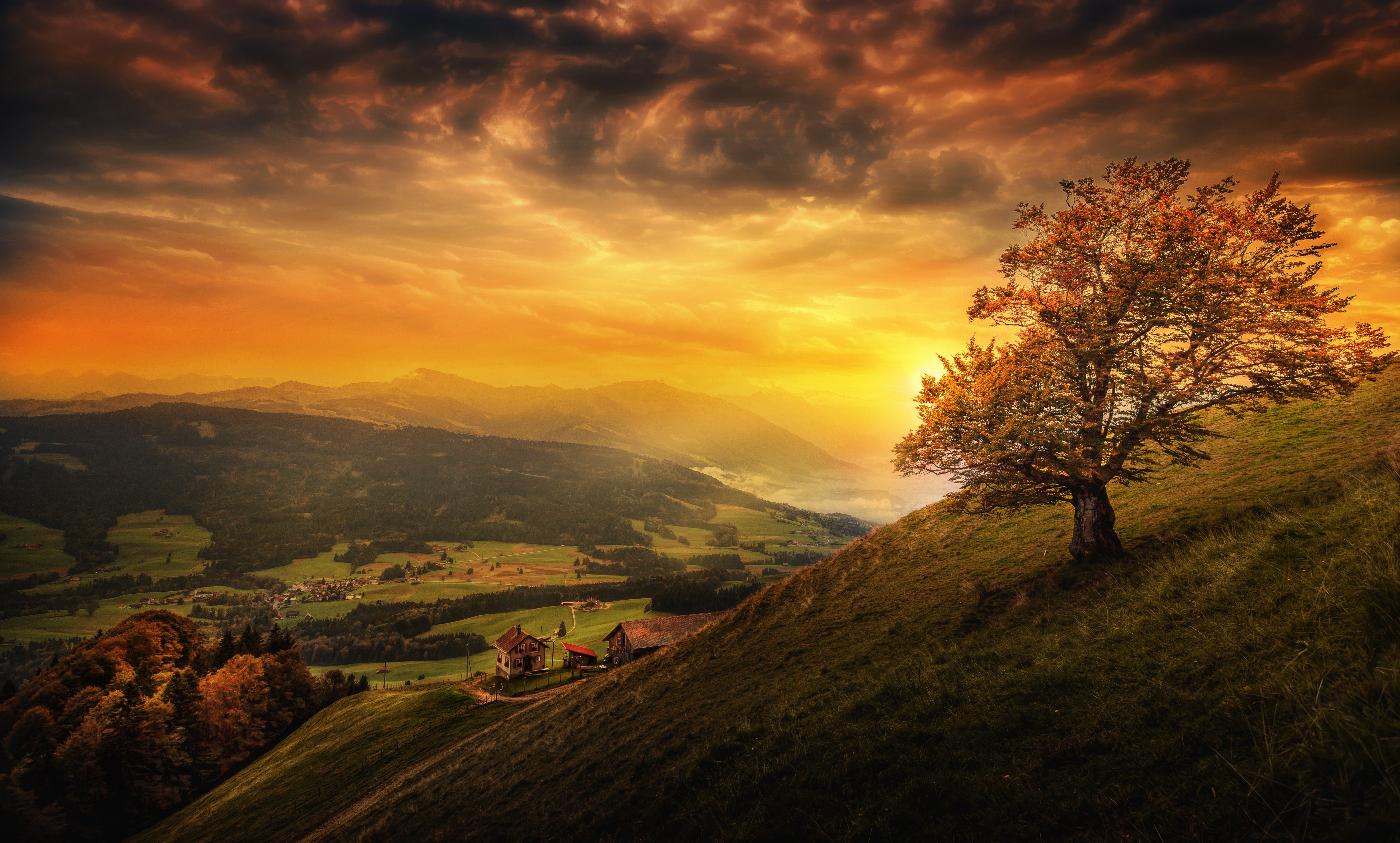 Autumn tree on a grassy hill overlooking a valley at sunset HD Wallpaper
