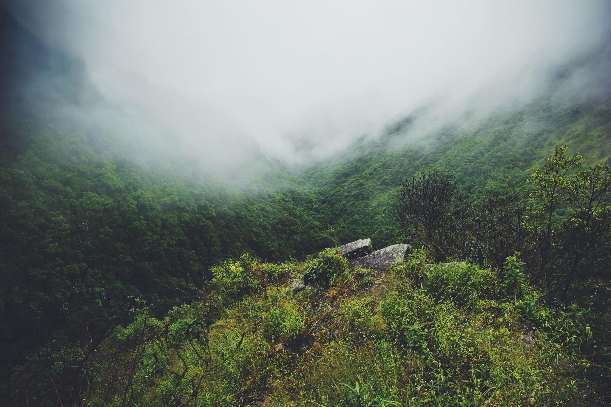Misty mountain landscape with green forest HD Wallpaper