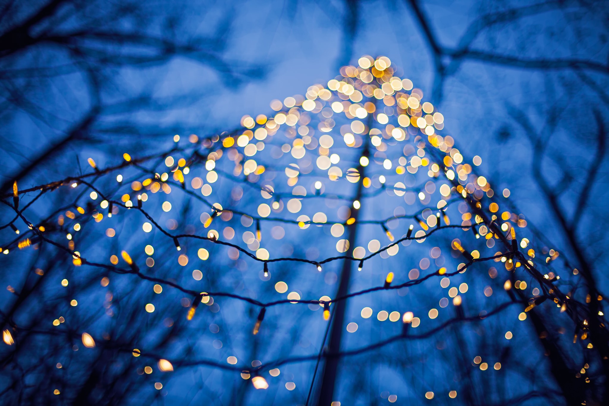 Bokeh effect with Christmas lights on trees HD Wallpaper