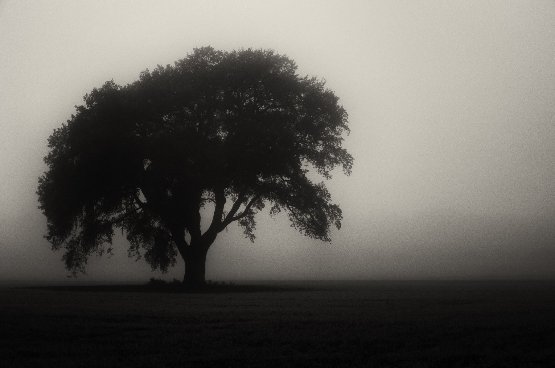 Monochrome tree in mist HD Wallpaper