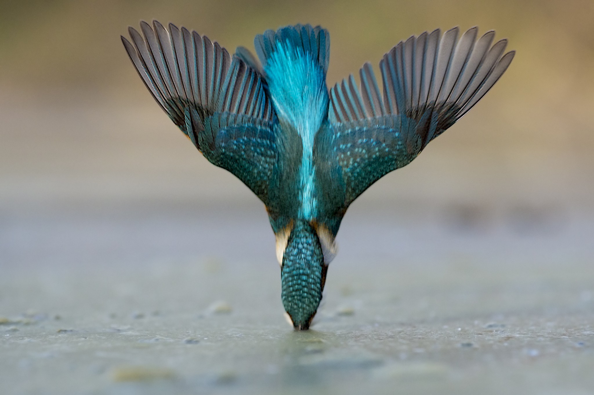 Kingfisher diving into water HD Wallpaper