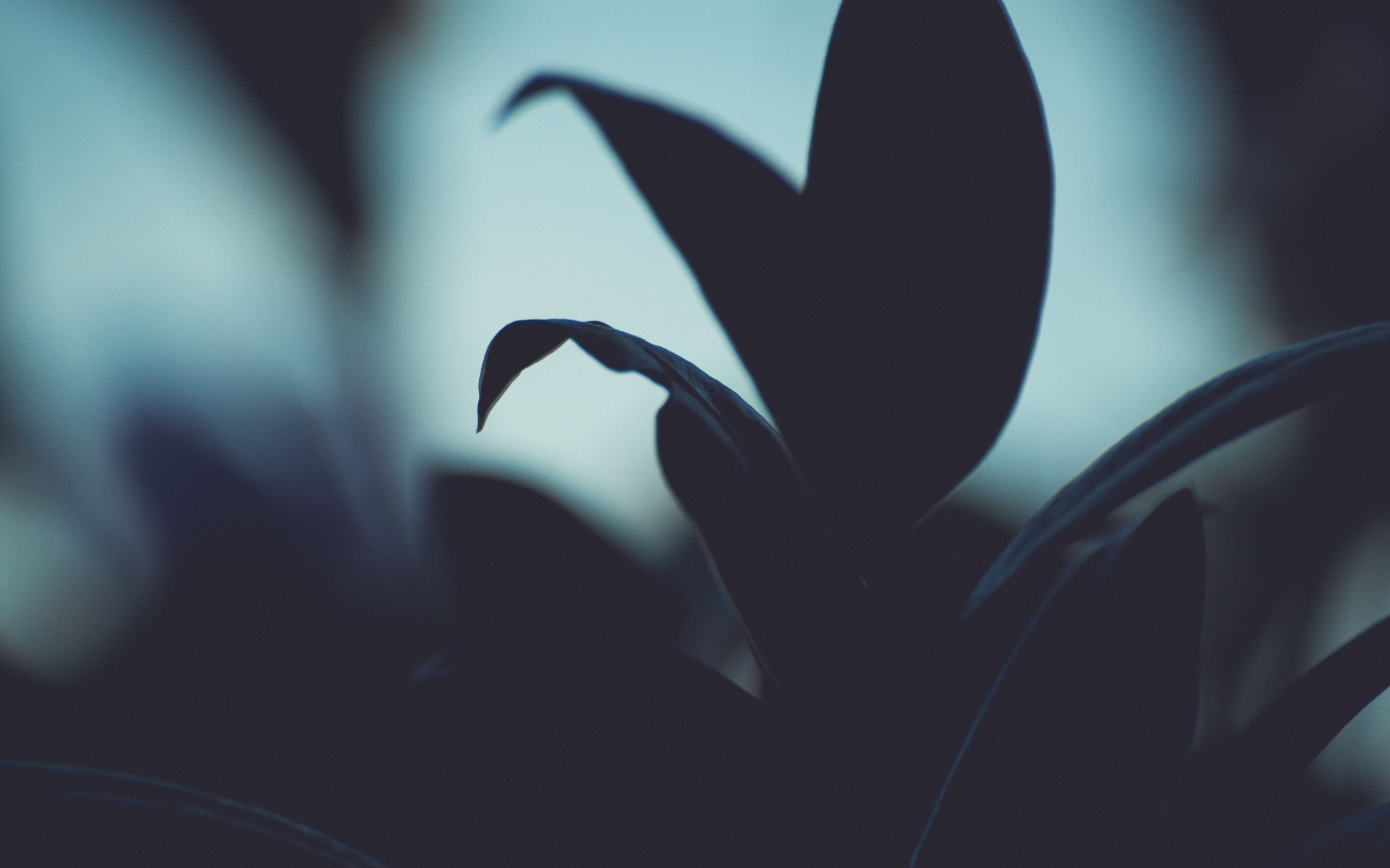 Close-up silhouette of dark green leaves against a light background HD Wallpaper