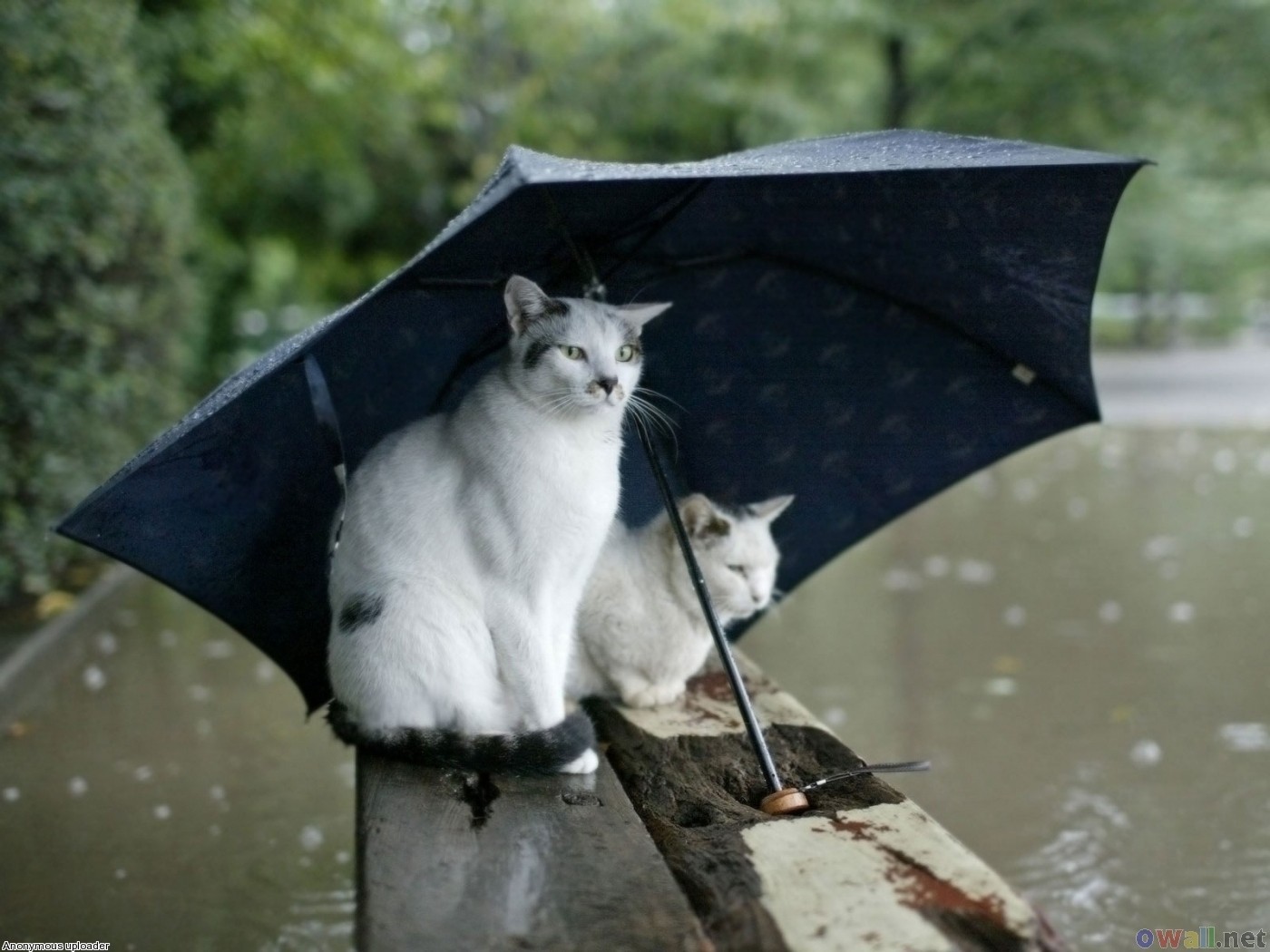 Two cats under an umbrella on a wooden beam HD Wallpaper