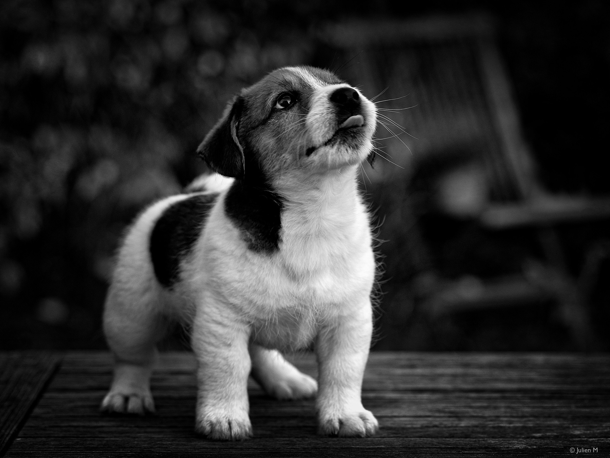 Black and white photo of a puppy dog HD Wallpaper