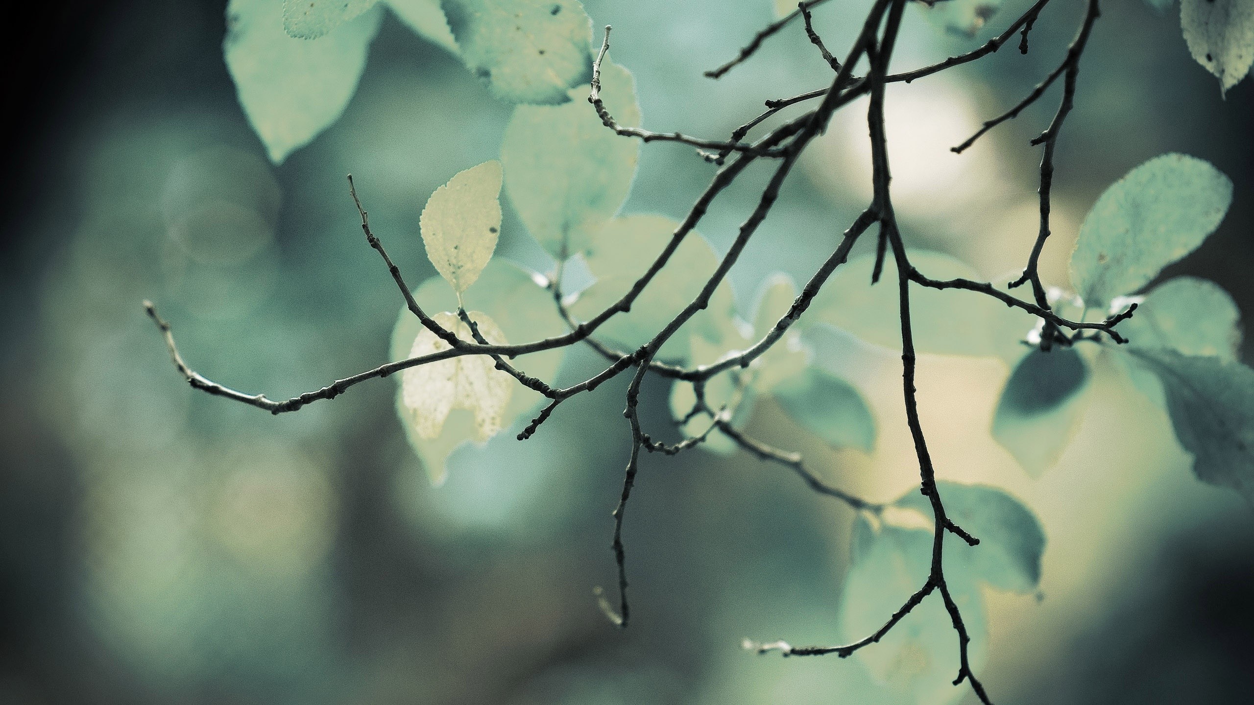 Close-up of tree branches and leaves with bokeh HD Wallpaper