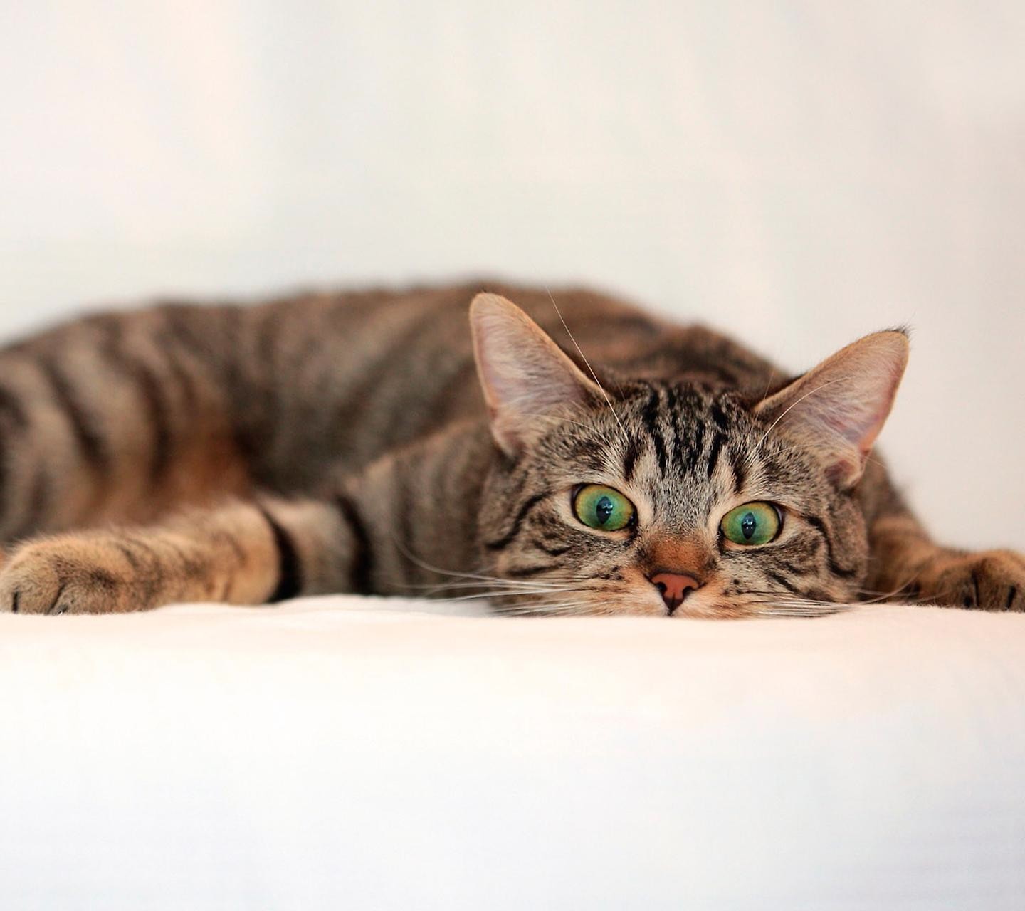 A tabby cat with green eyes lies down HD Wallpaper