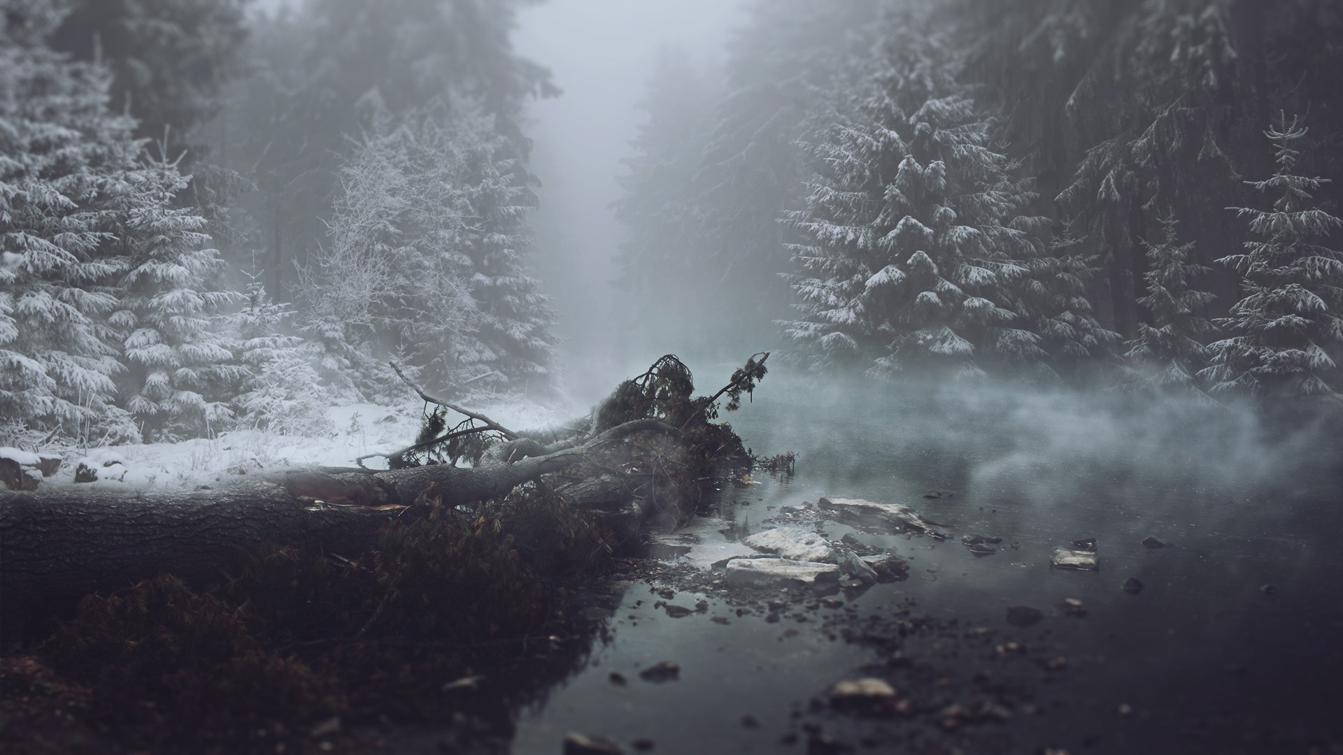 Misty winter forest with fallen tree and steam HD Wallpaper
