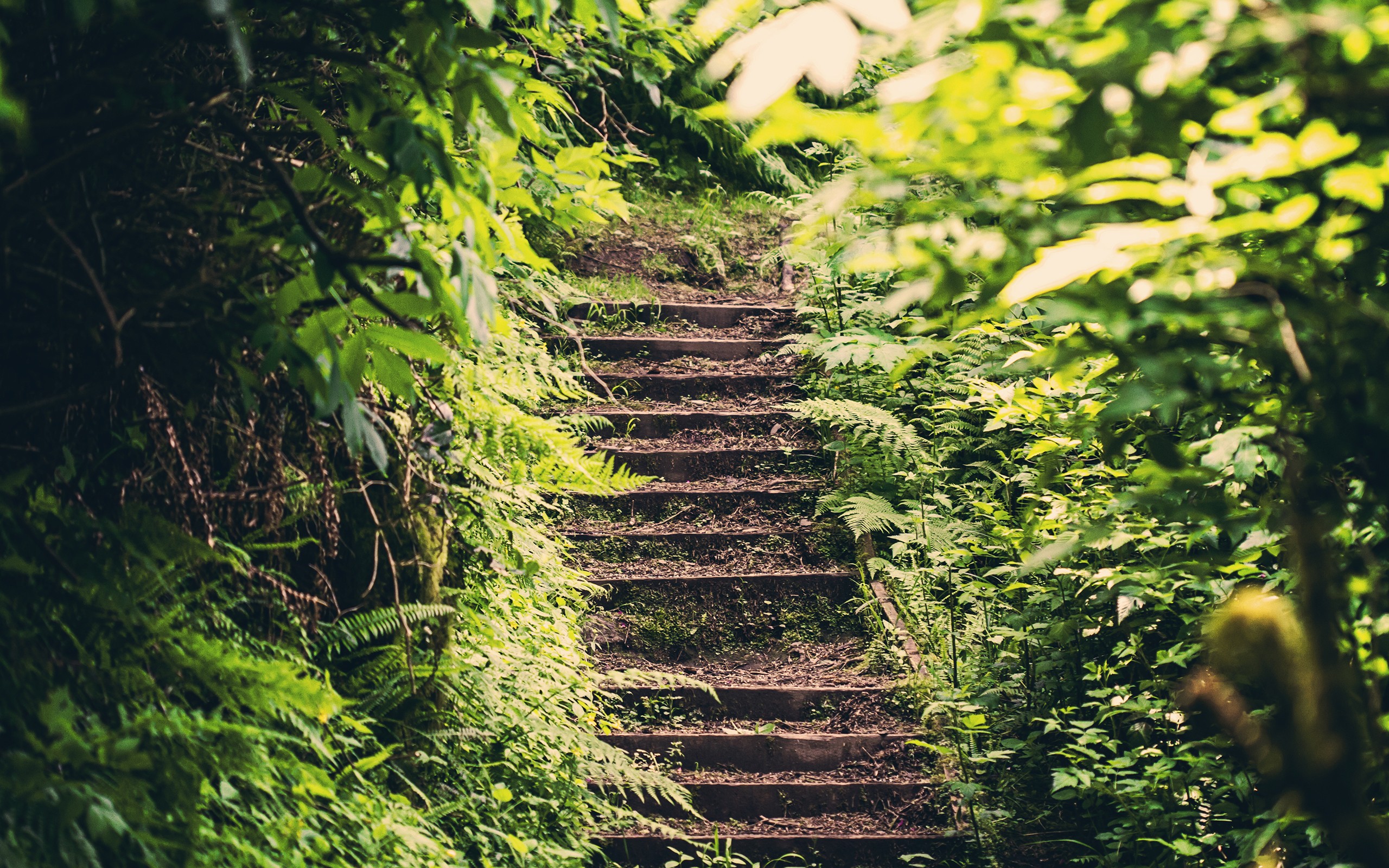 Wooden stairs ascend through a dense green forest. HD Wallpaper