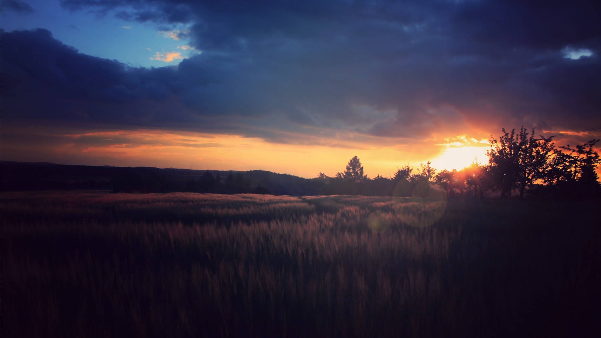 Sunset over a field of wheat HD Wallpaper