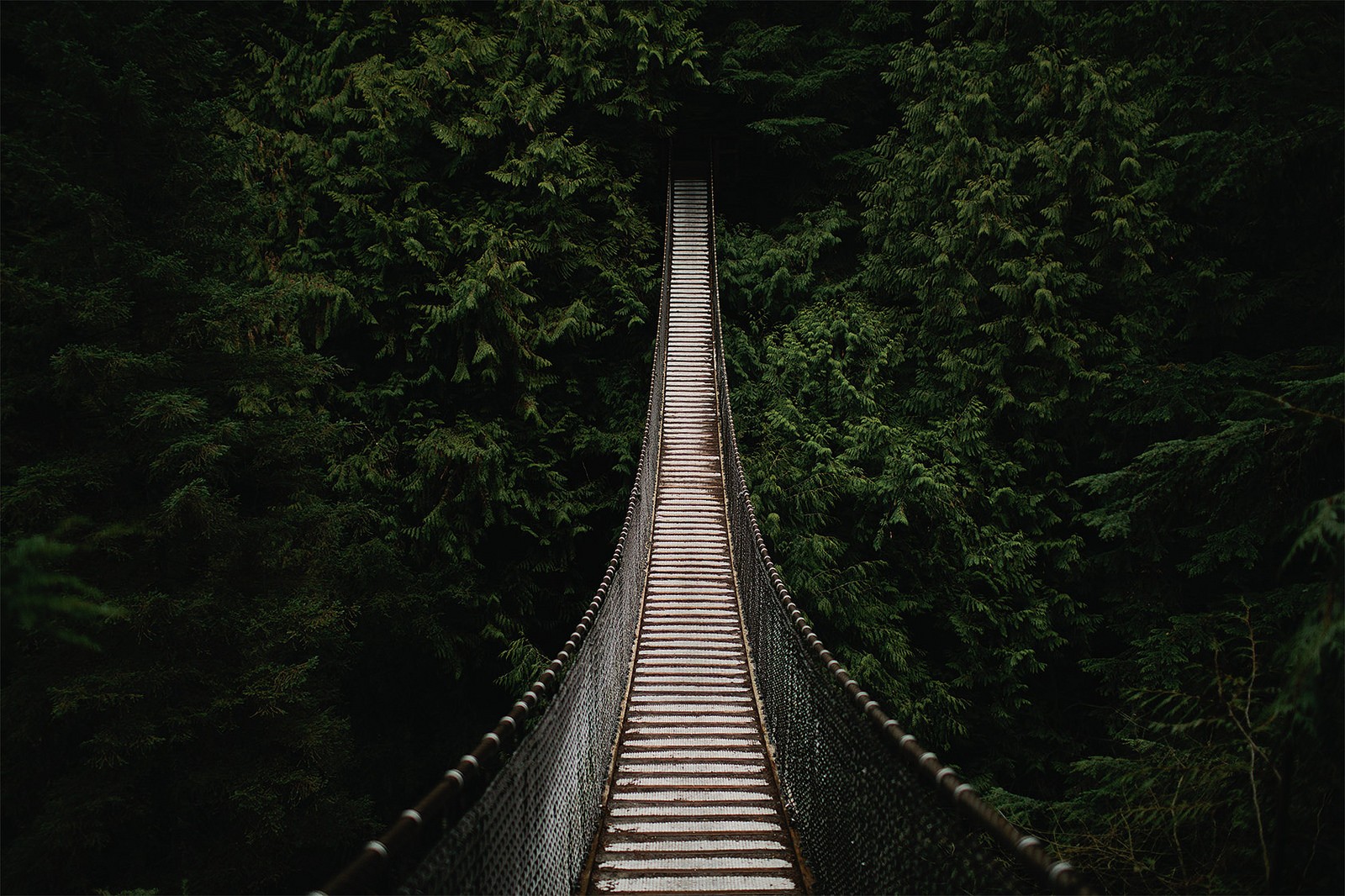 Suspension bridge in a dense forest HD Wallpaper