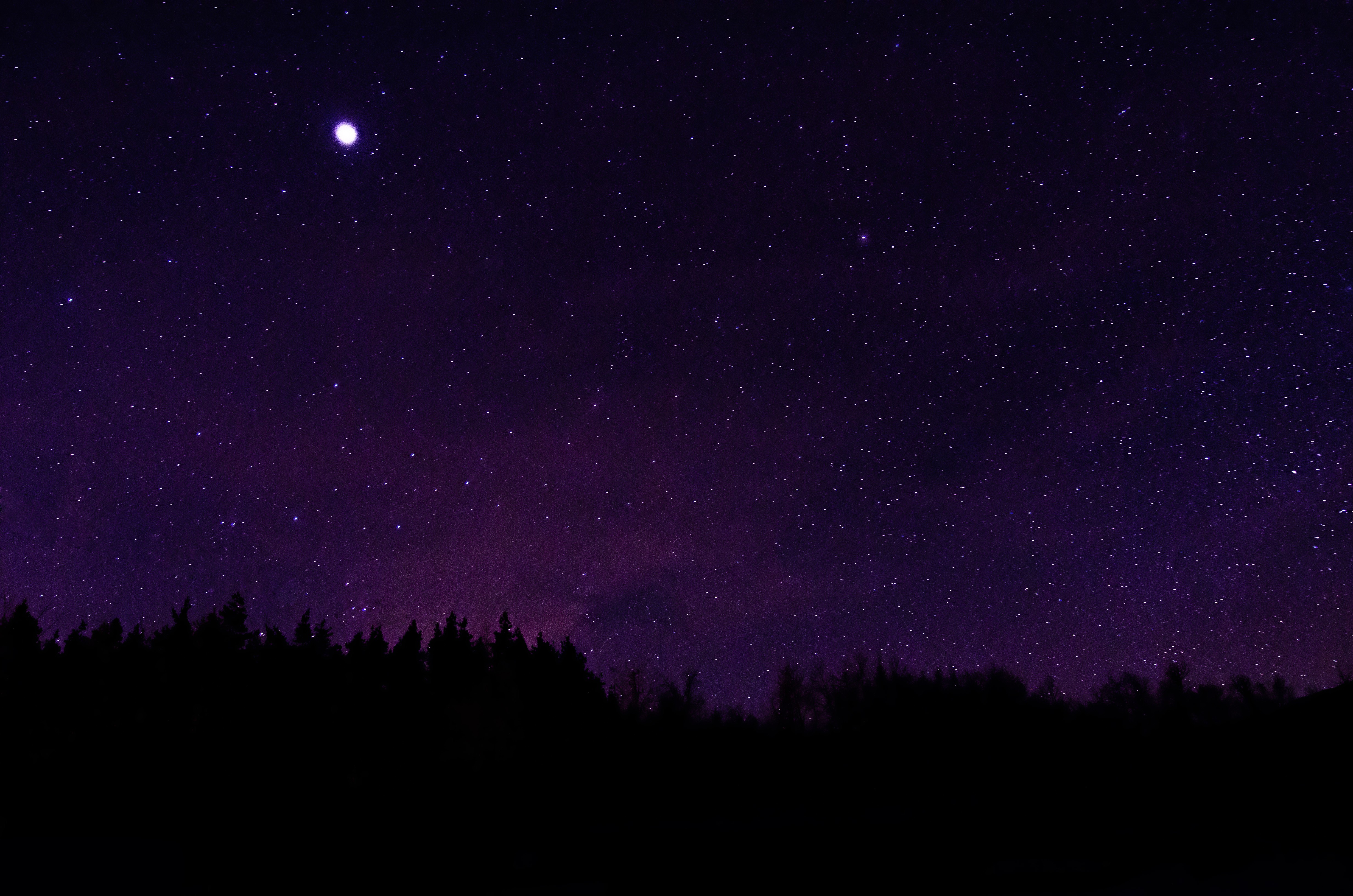 Silhouette of trees against a starry night sky HD Wallpaper