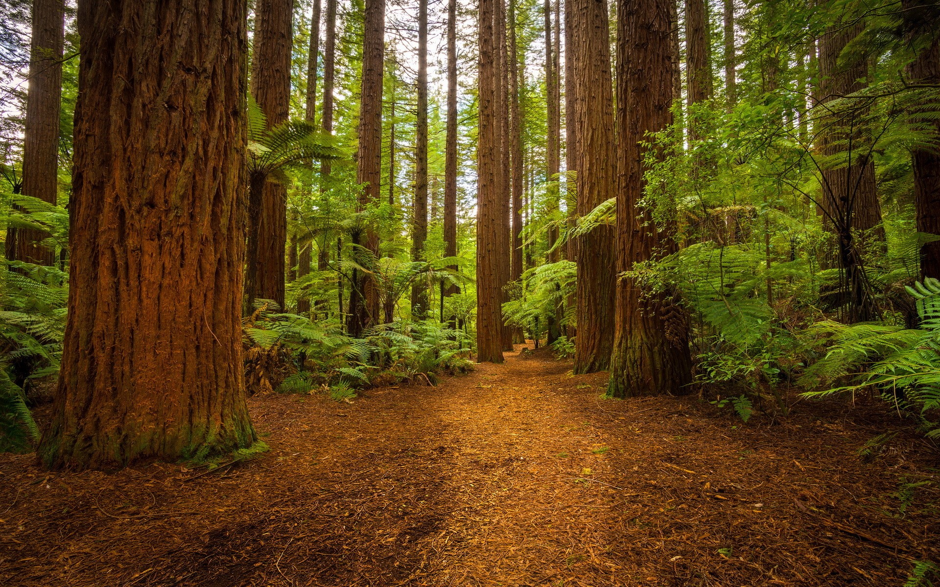 A path through a redwood forest with ferns HD Wallpaper