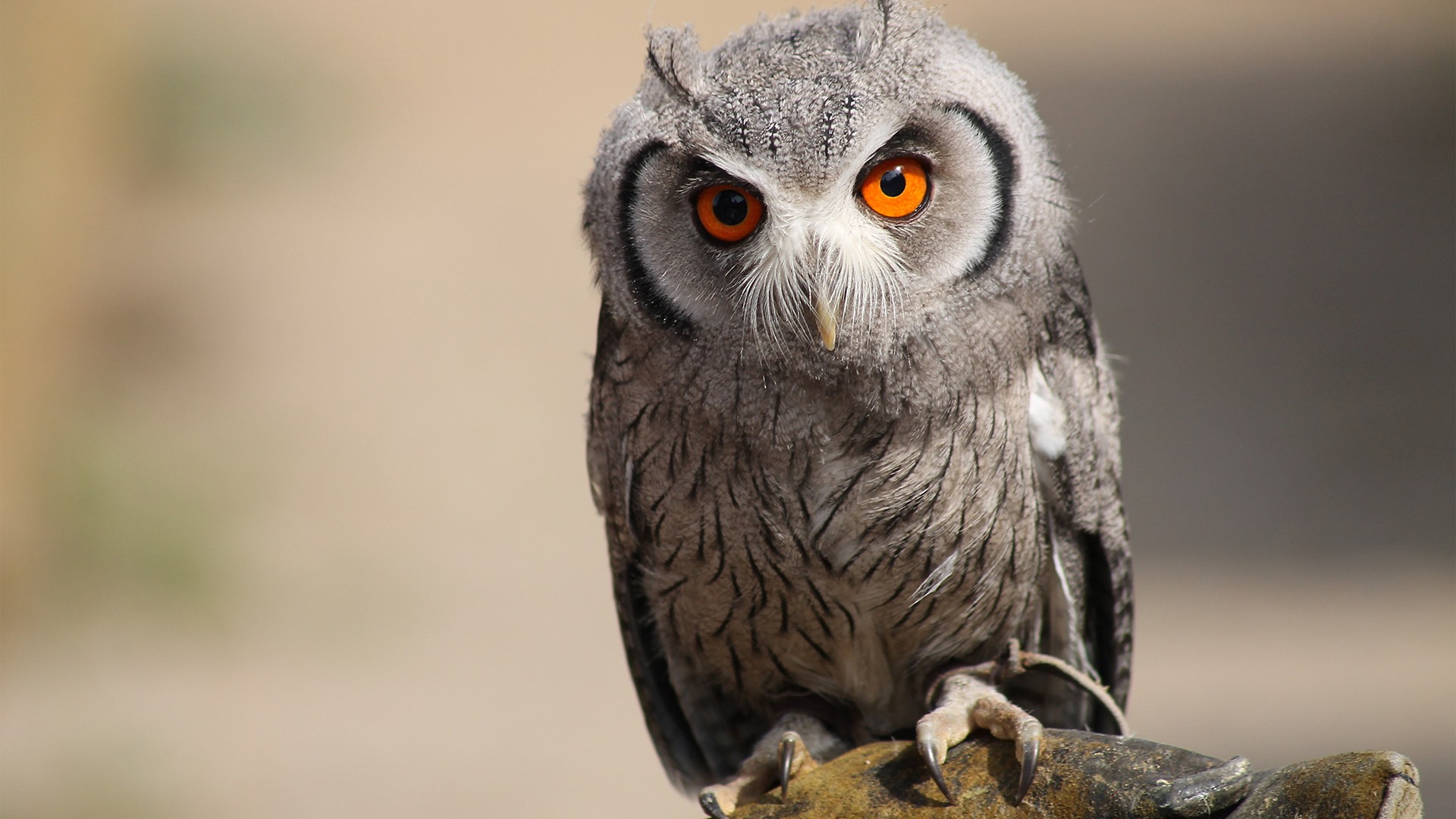A Southern White Faced Owl with bright orange eyes HD Wallpaper