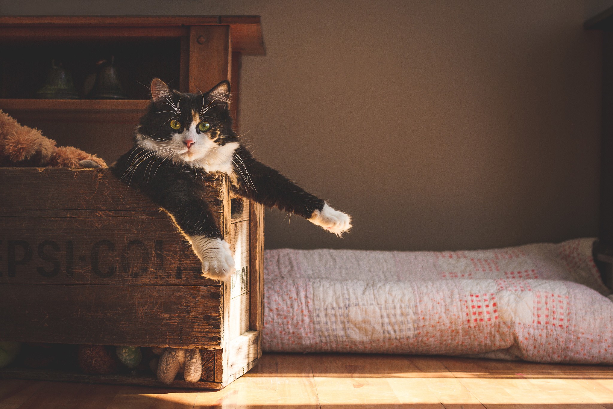 Calico cat lounging in a wooden crate HD Wallpaper