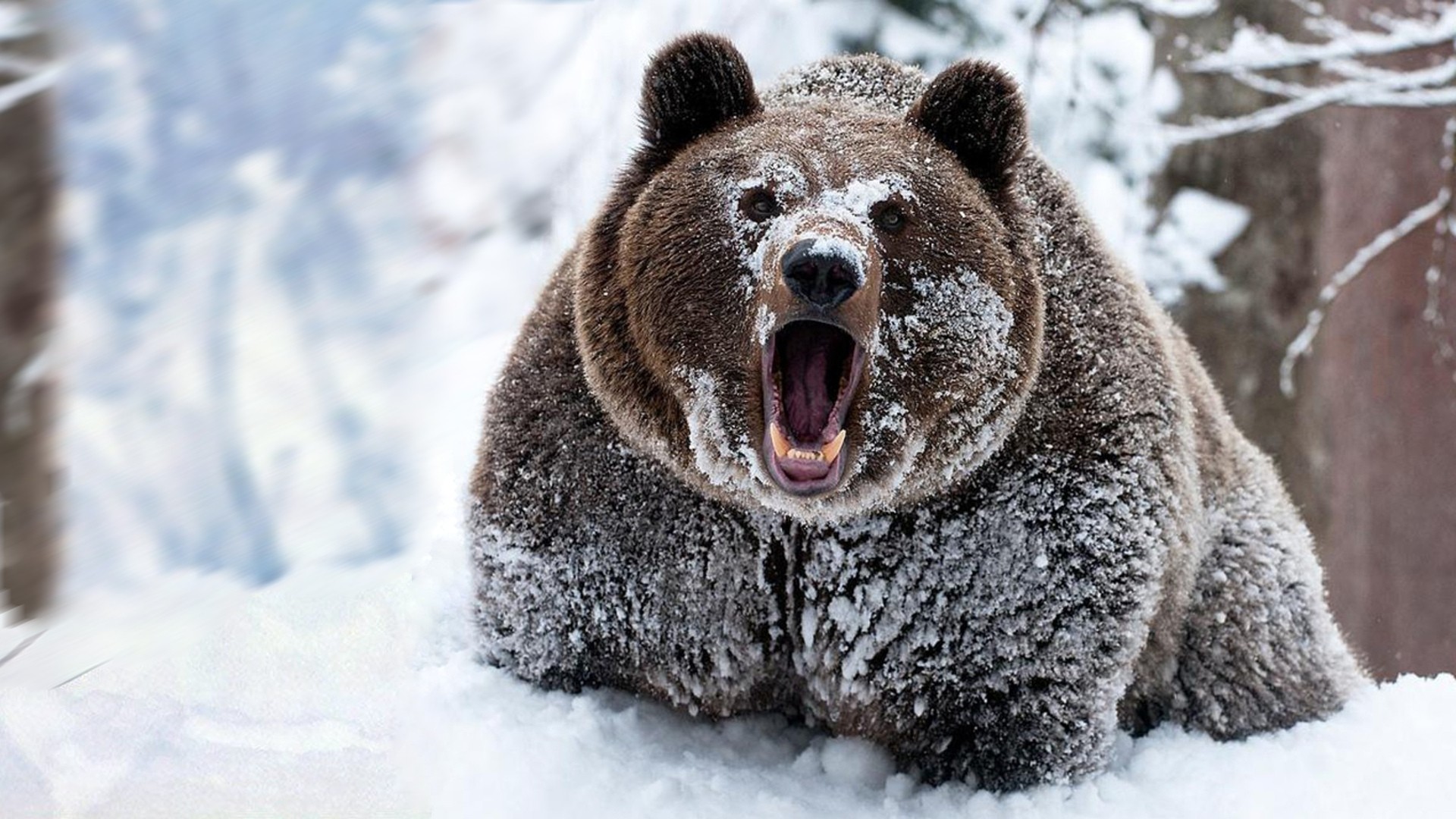 Brown bear with mouth open in snow HD Wallpaper