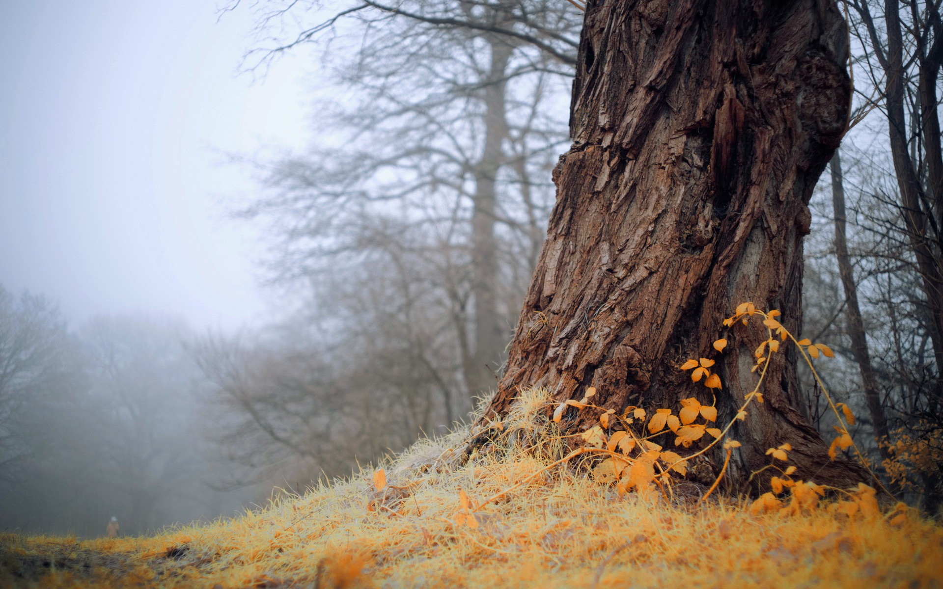 Tree trunk in a misty forest with yellow grass HD Wallpaper