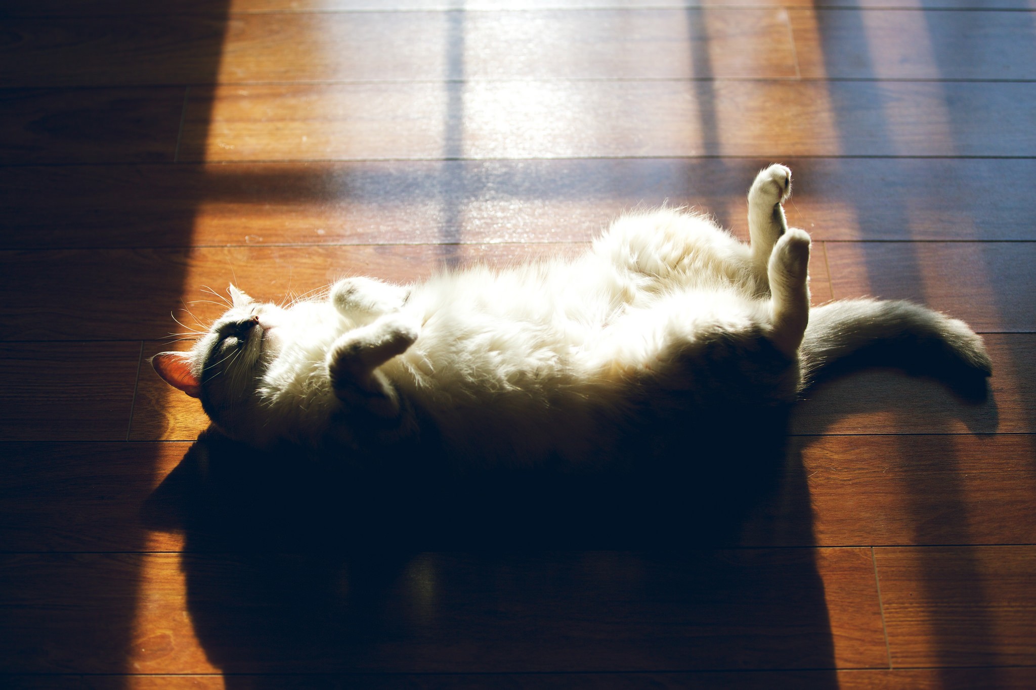 Cat basking in sunlight on wooden floor HD Wallpaper