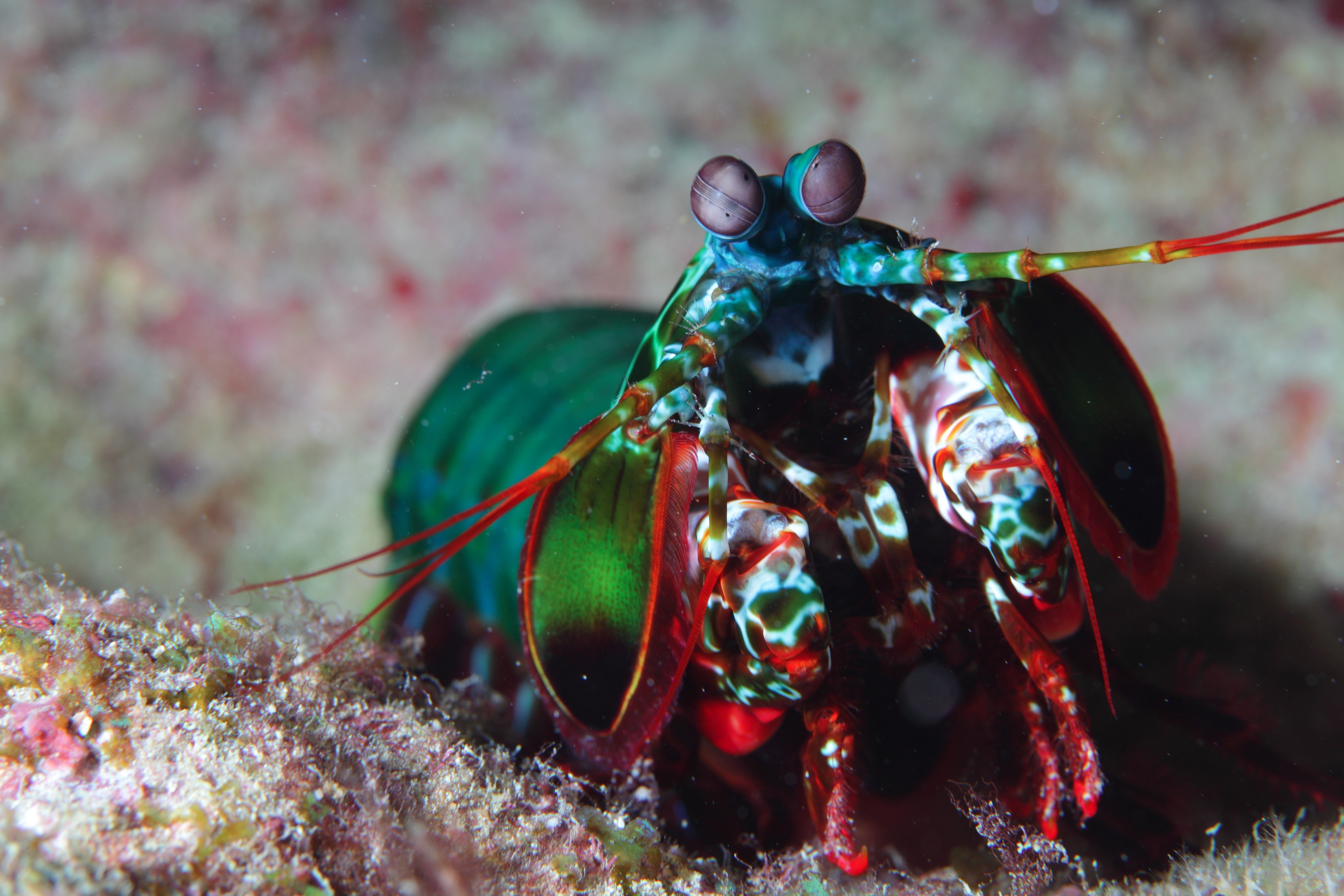 Close-up of a colorful mantis shrimp HD Wallpaper
