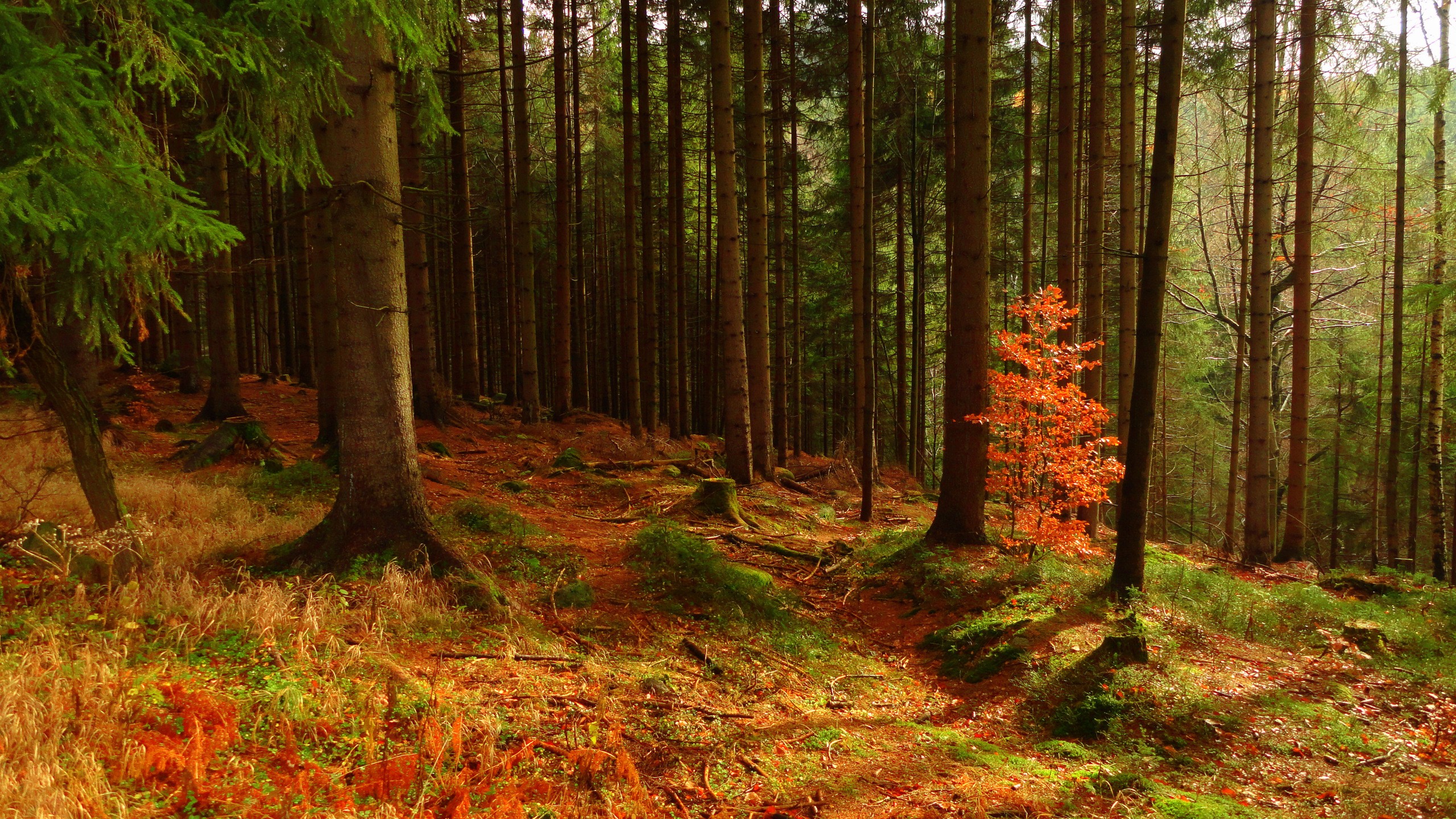Autumn forest with tall trees and fallen leaves HD Wallpaper