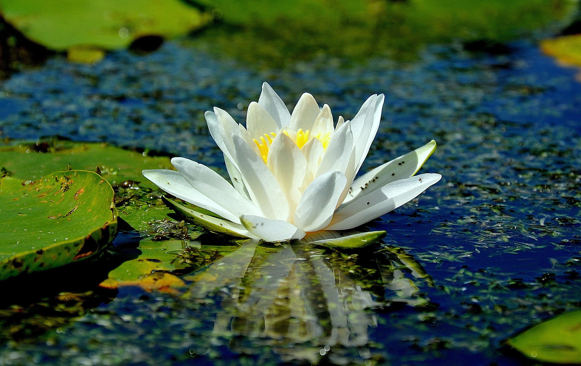 White lotus flower floating on a lake HD Wallpaper