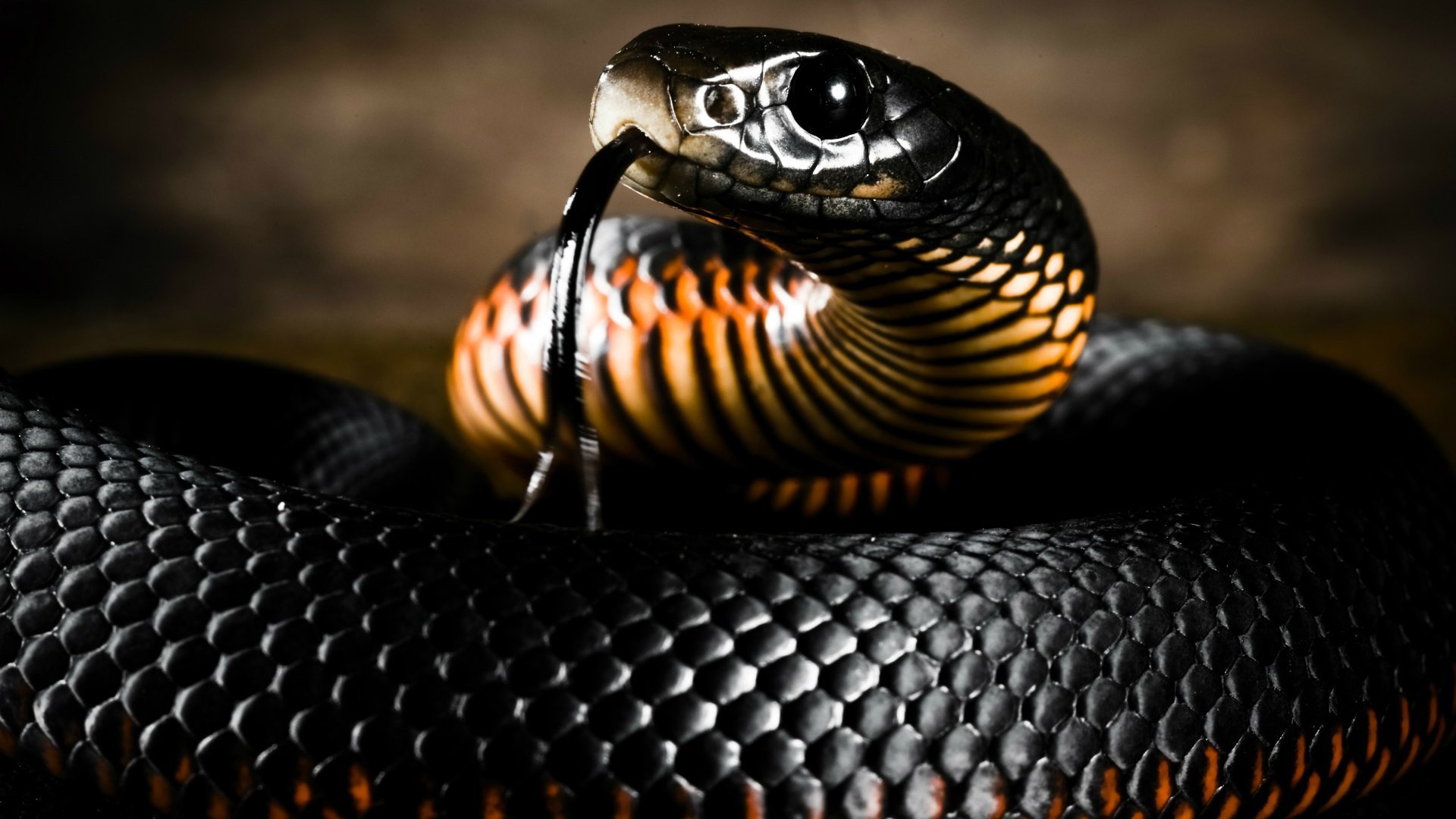 Close-up of a black snake with orange stripes HD Wallpaper