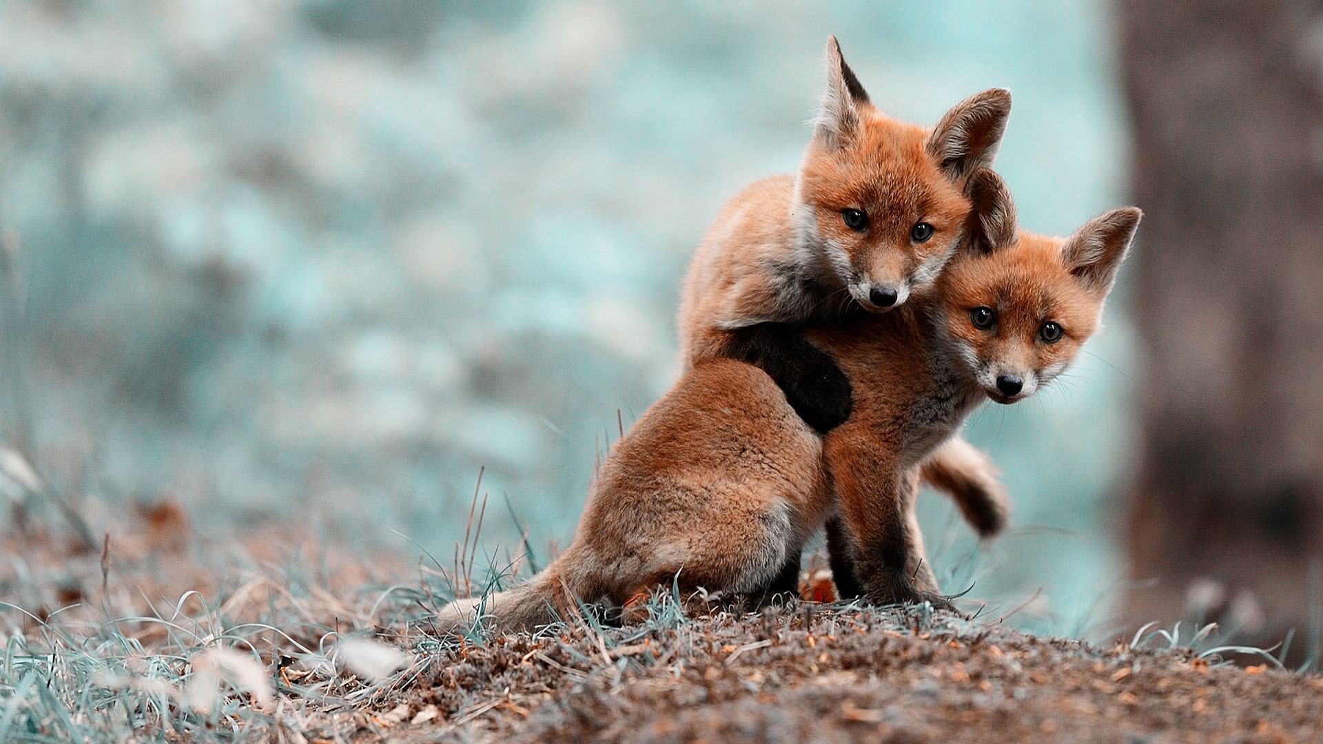 Two fox cubs playing in the grass HD Wallpaper
