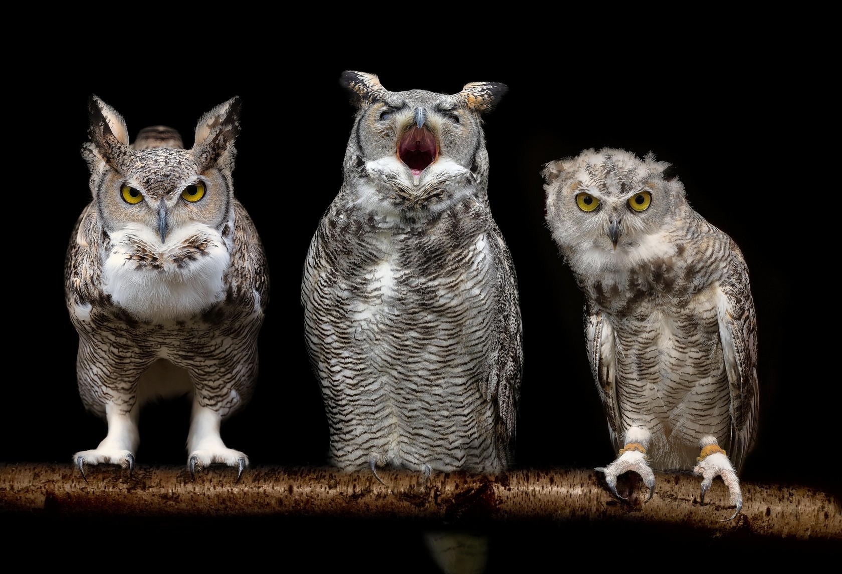 Three owls perched on a branch against a black background HD Wallpaper