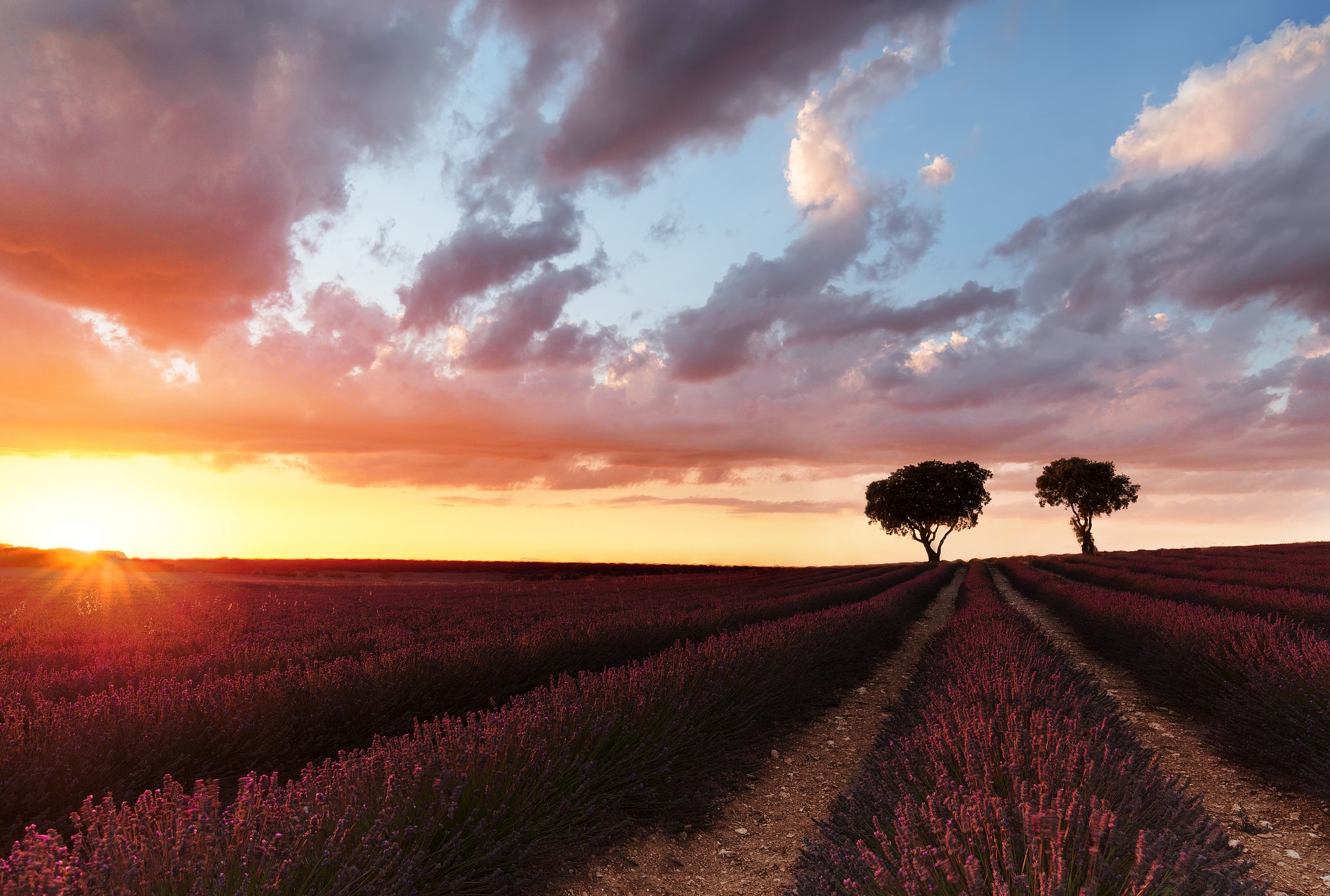 Lavender field at sunset with two trees HD Wallpaper